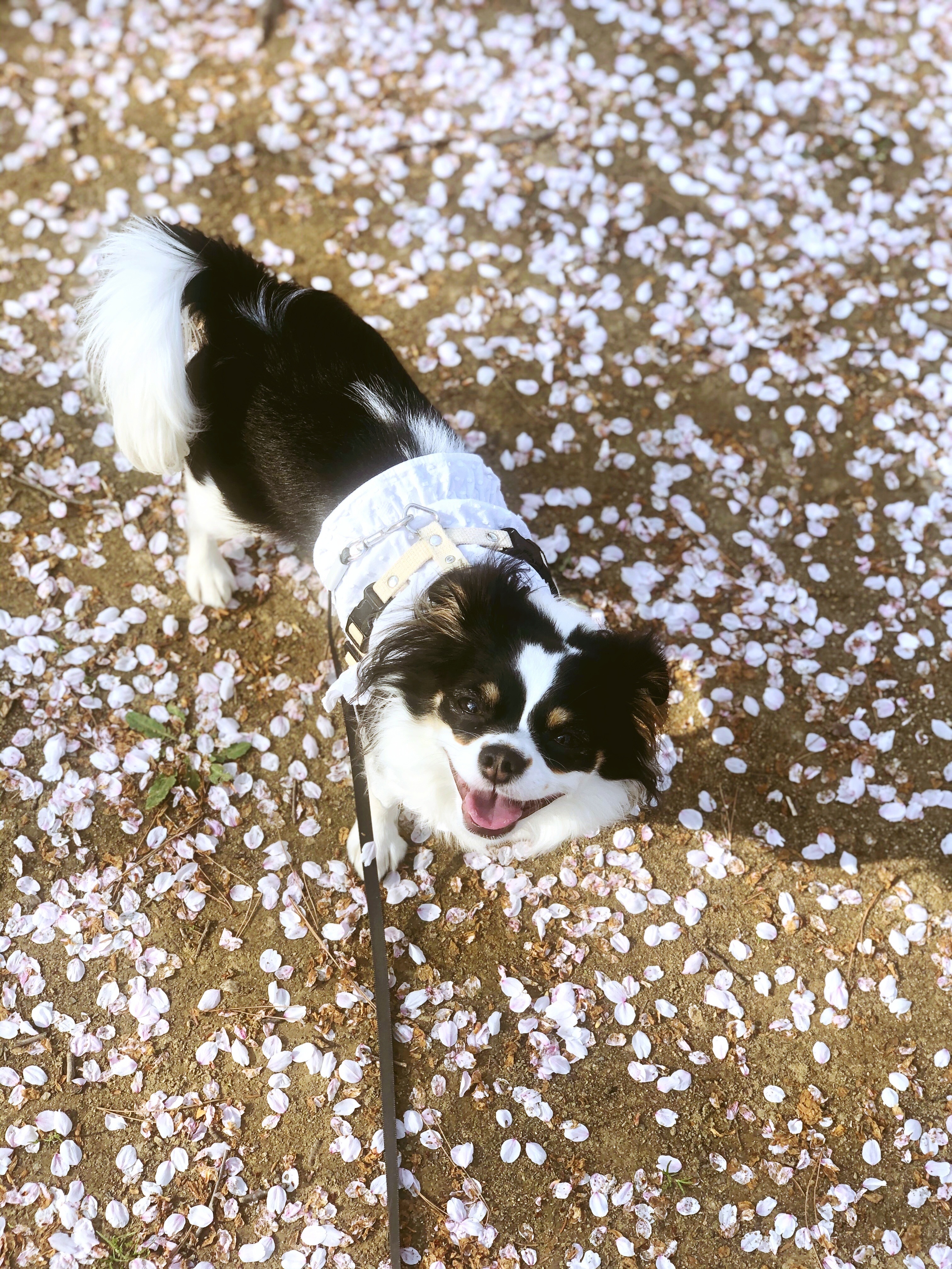 레아 입양한지 벌써 2년이 넘었네요(평택치와와태태자견)