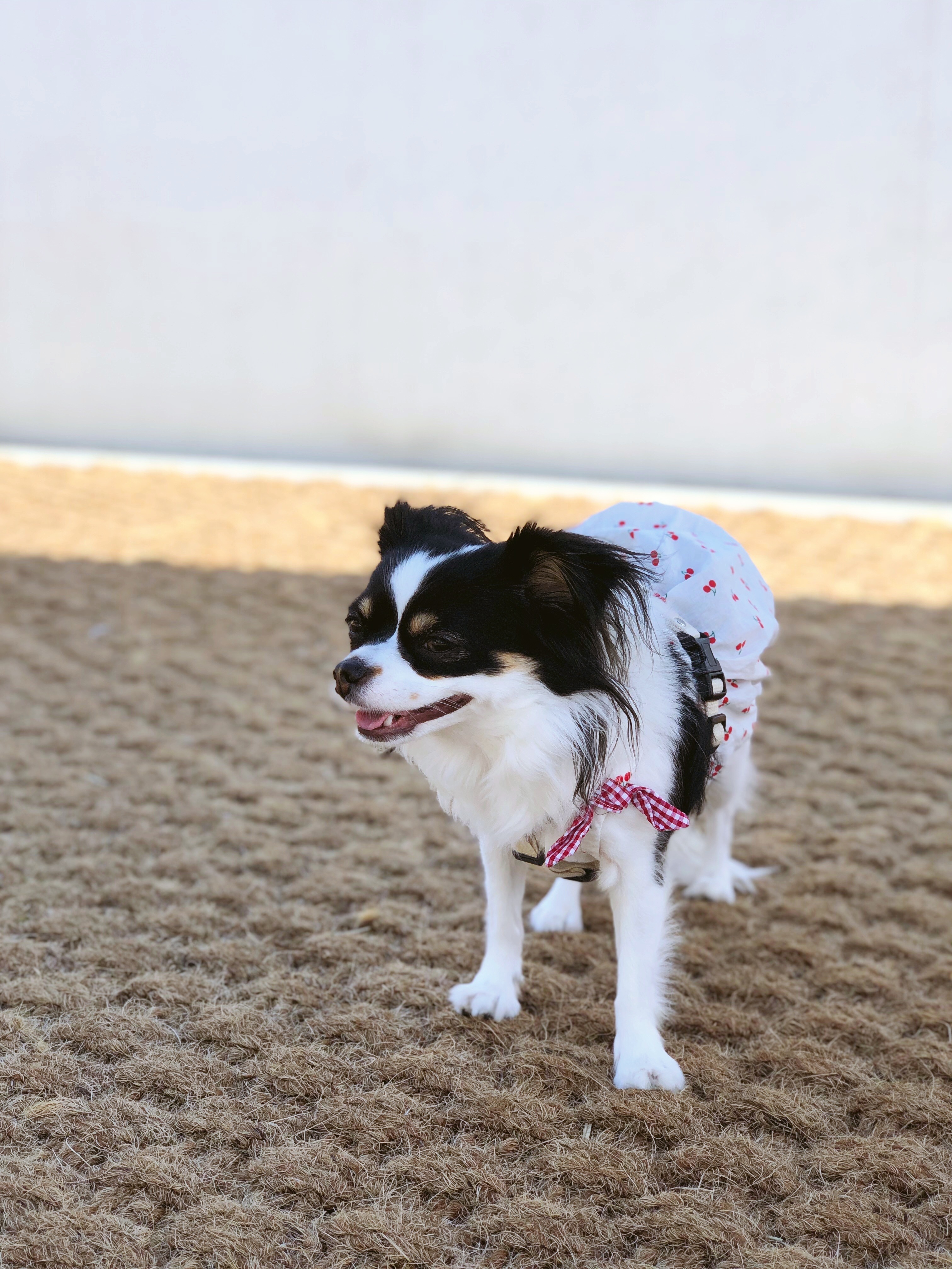 레아 입양한지 벌써 2년이 넘었네요(평택치와와태태자견)