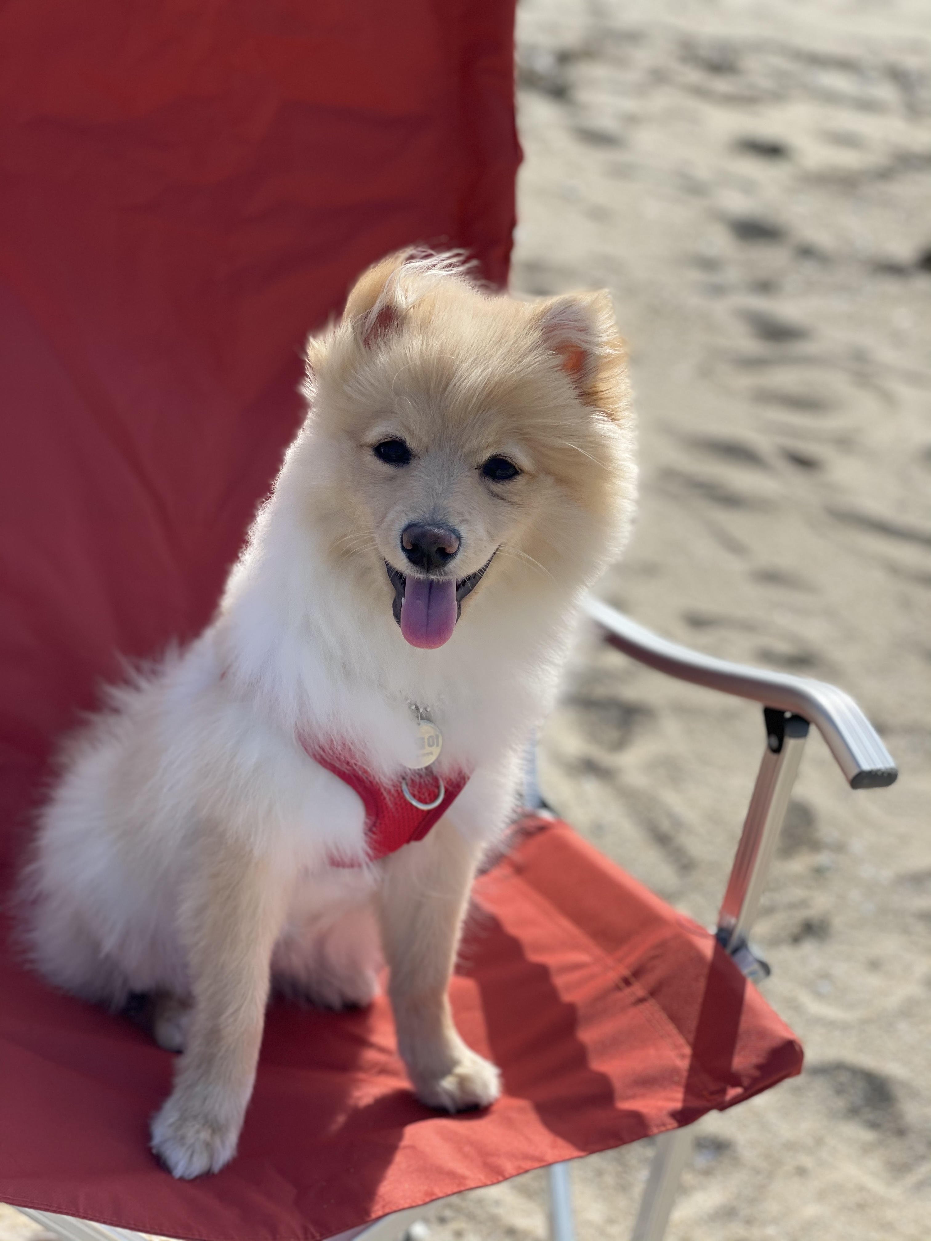 곤지암보일이(노을이입양3개월)