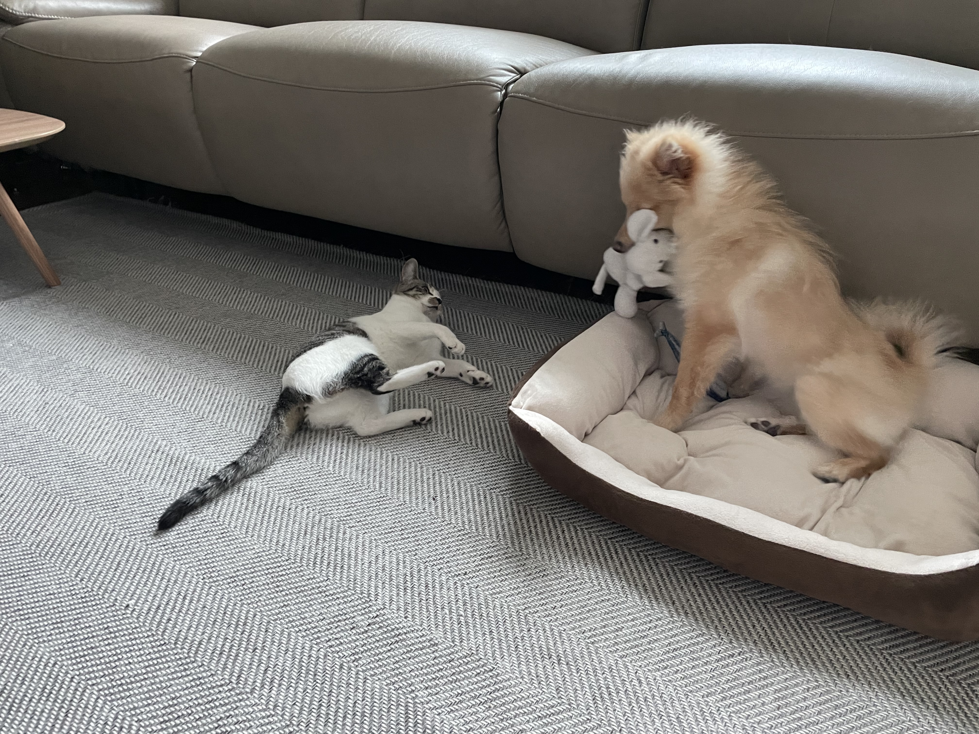 곤지암보일이(노을이입양3개월)