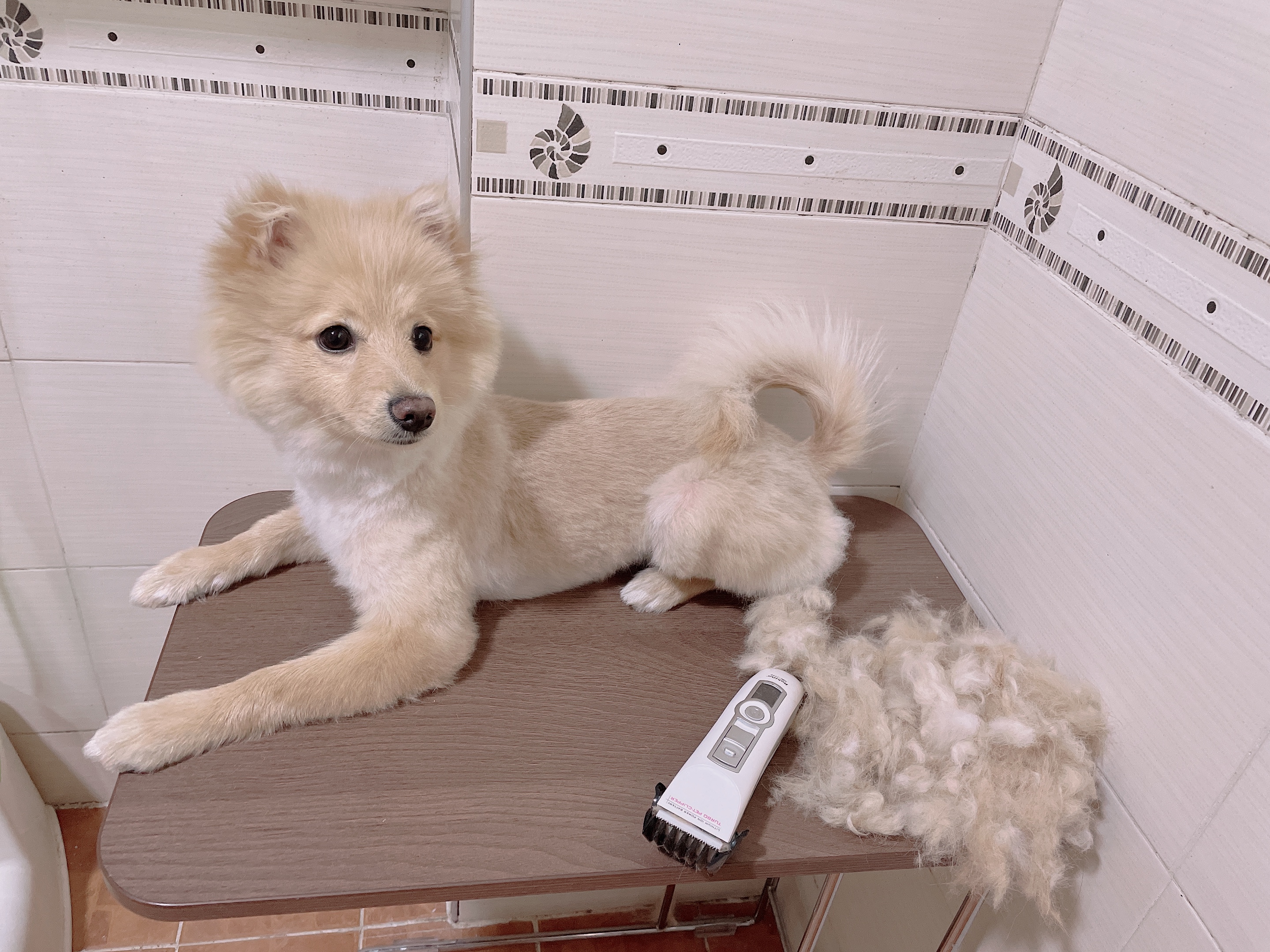 곤지암보일이(노을이입양3개월)