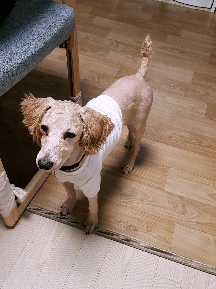 곤지암 푸일이 (코코)이 입양 3개월 입양후기 