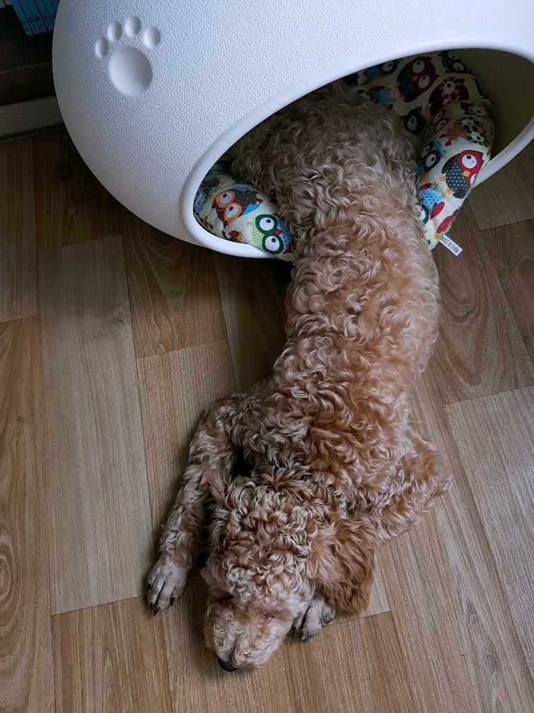 곤지암 푸일이 (코코)이 입양 3개월 입양후기 