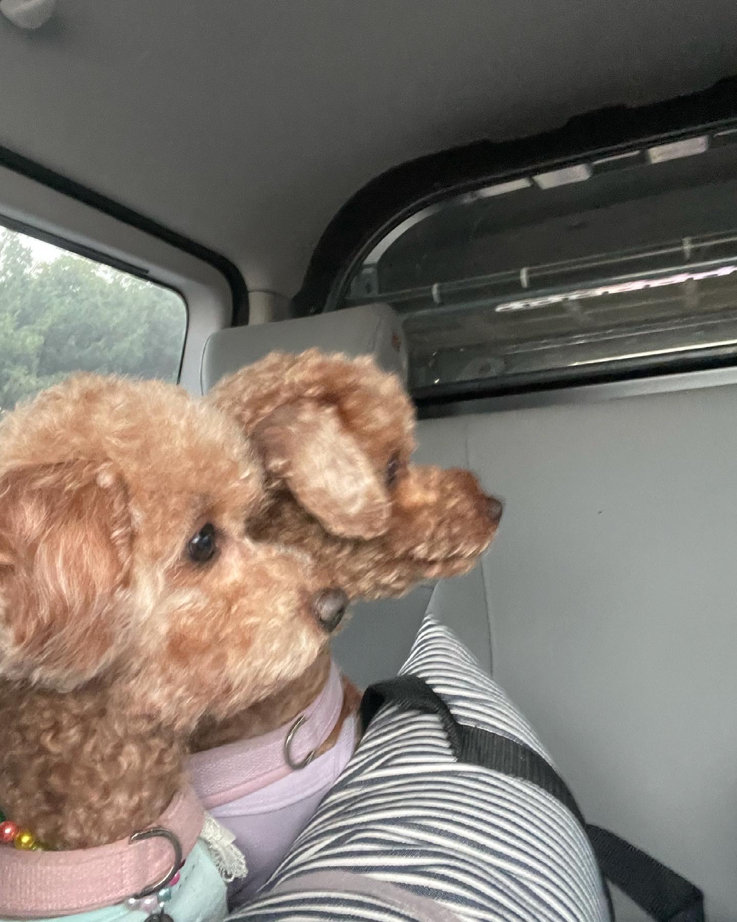 치치 인사드립니다 (3개월차 입양후기)