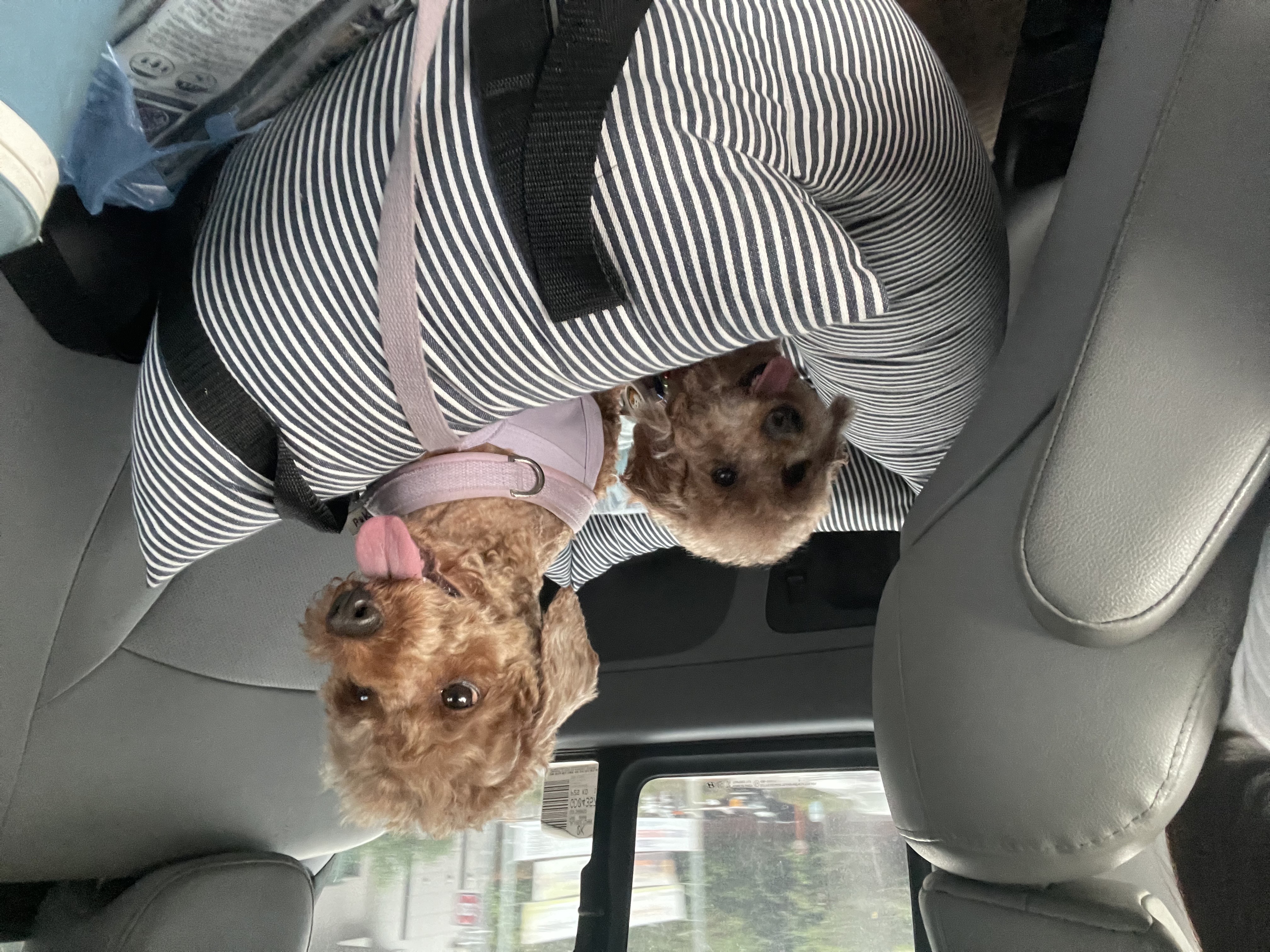 치치 인사드립니다 (3개월차 입양후기)