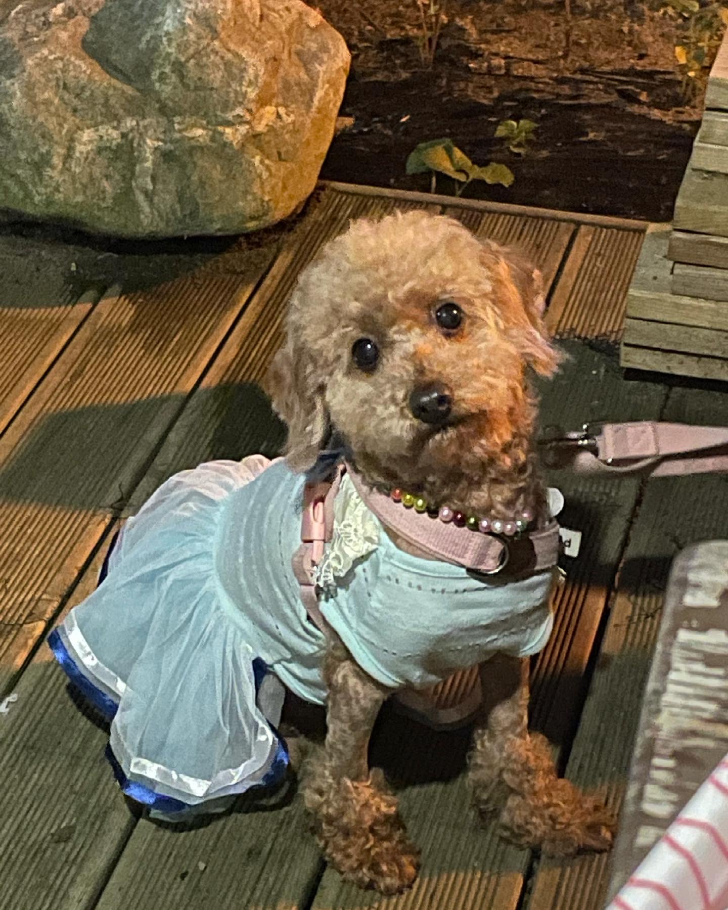 치치 인사드립니다 (3개월차 입양후기)