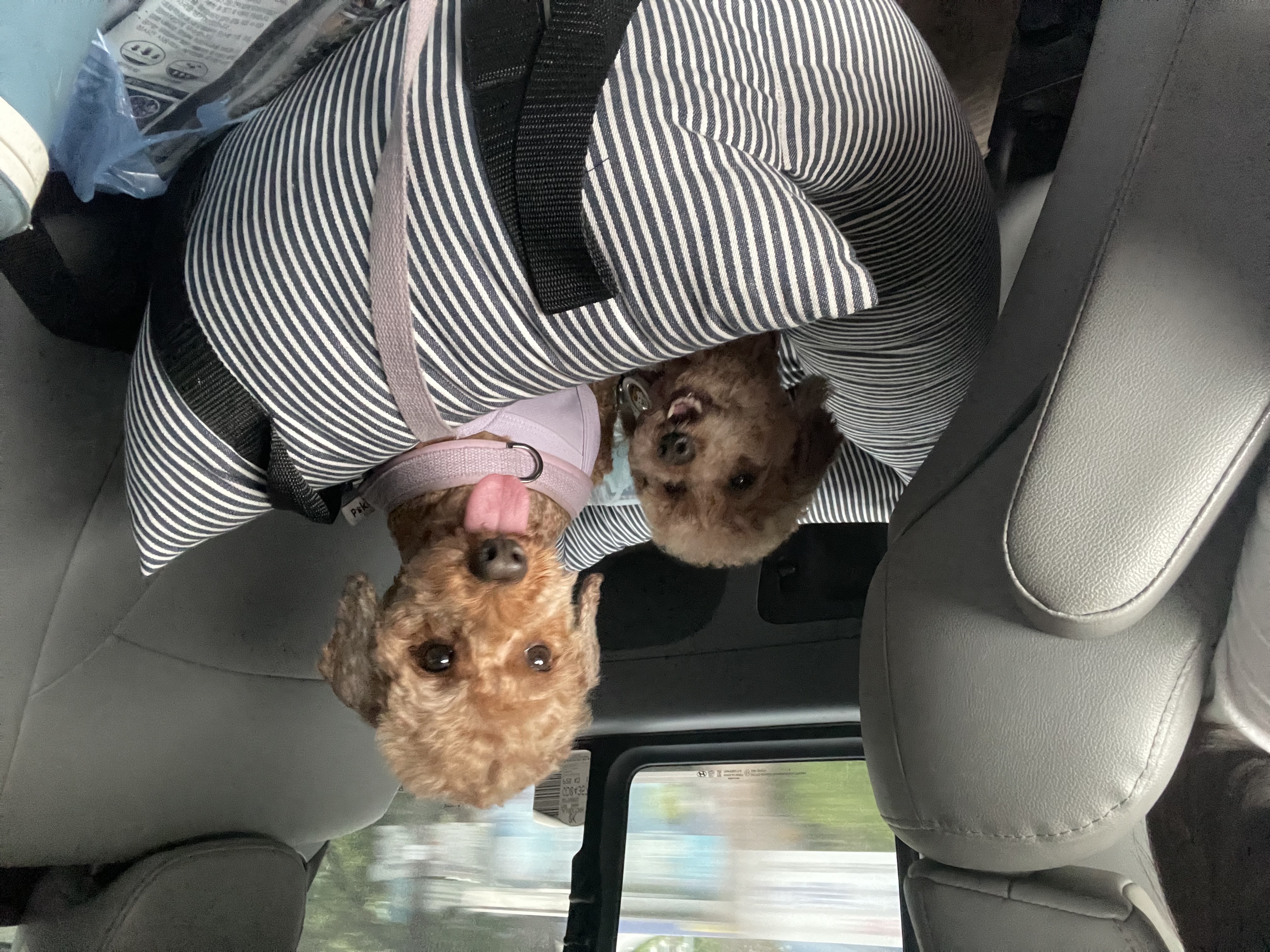 치치 인사드립니다 (3개월차 입양후기)