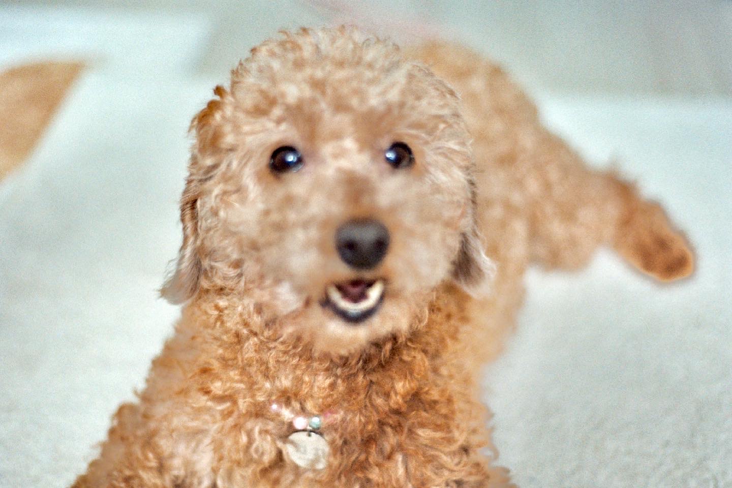 치치 인사드립니다 (3개월차 입양후기)