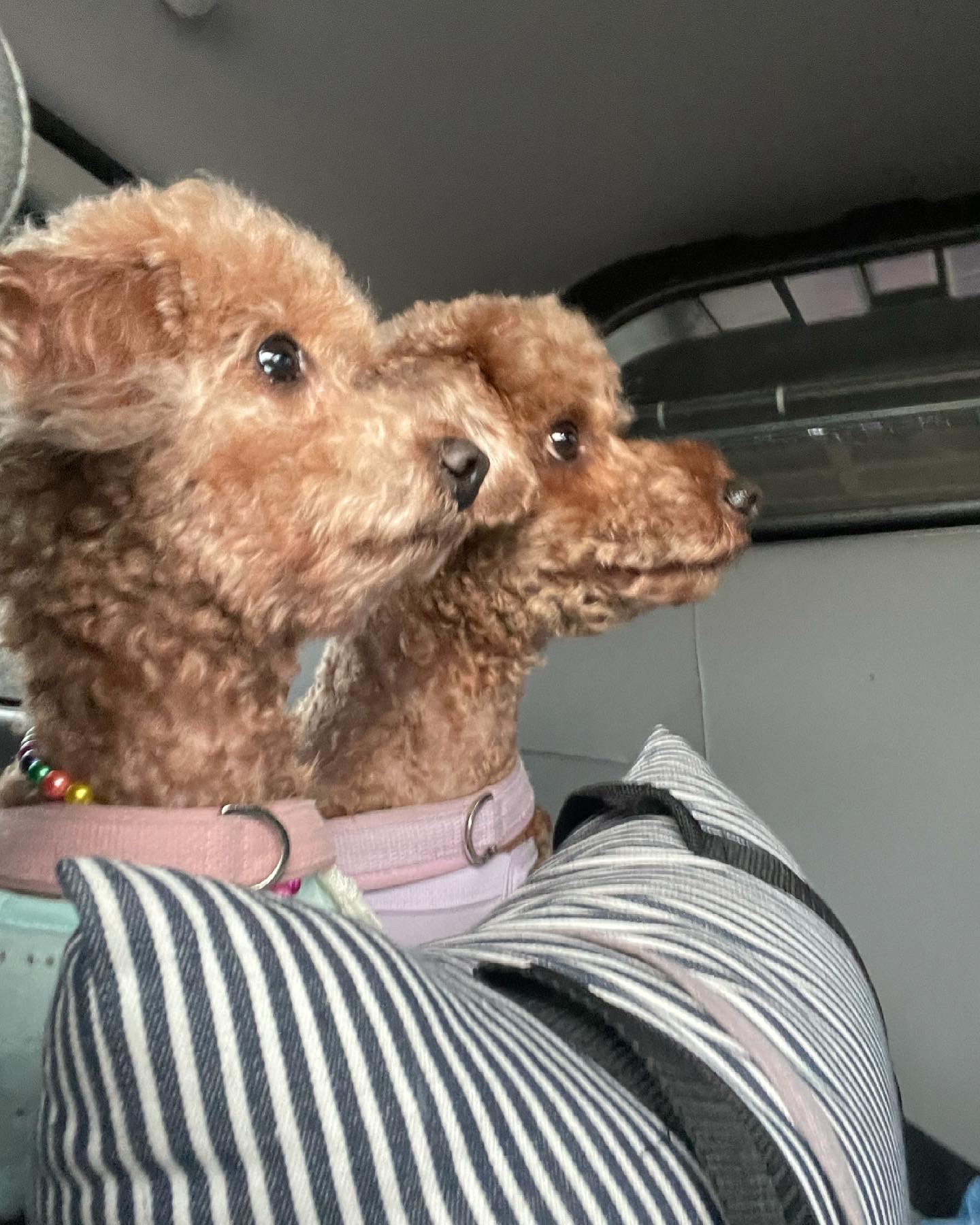 치치 인사드립니다 (3개월차 입양후기)