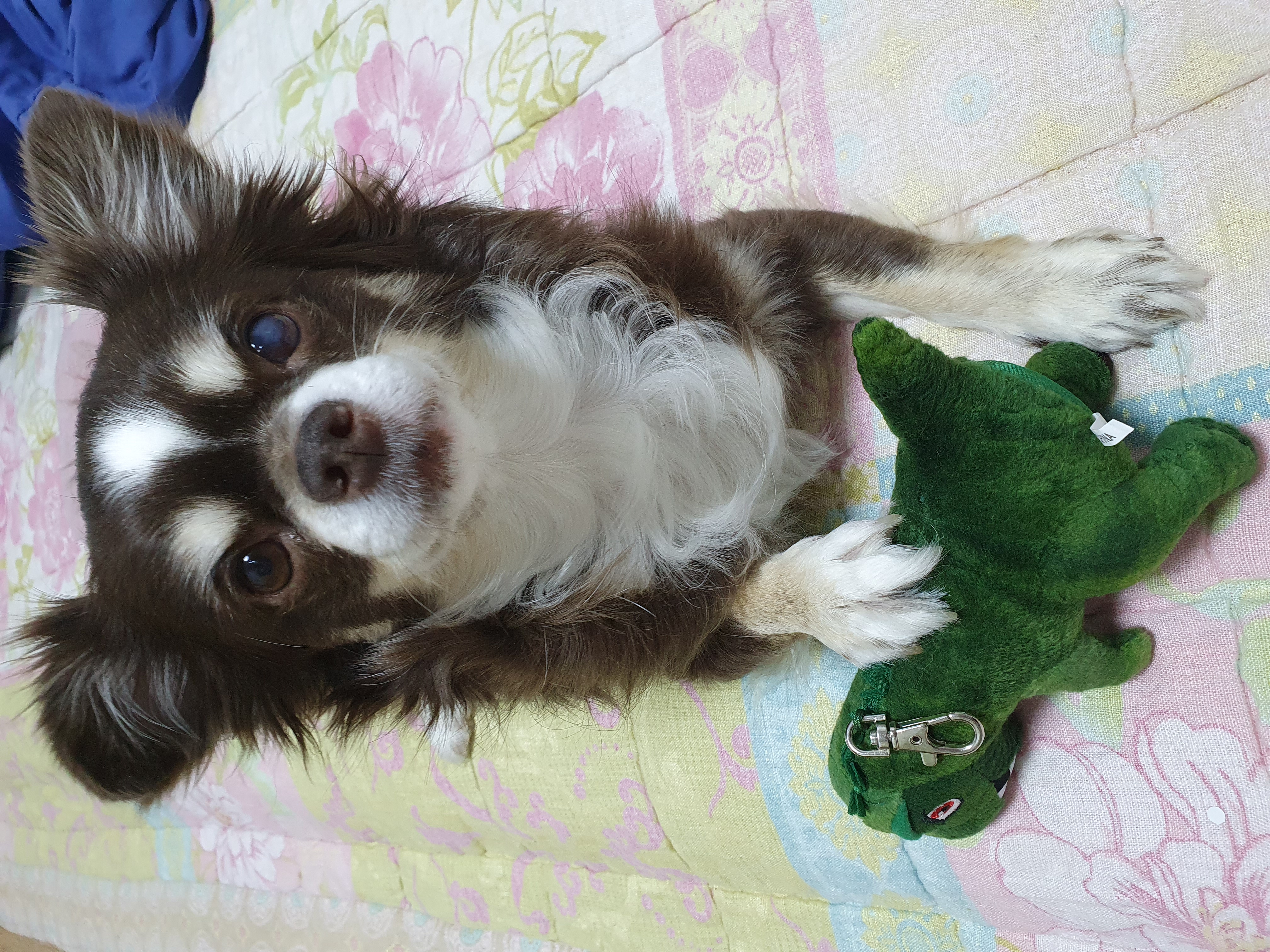 평택치와와 감자.입양2년차입니다~^^