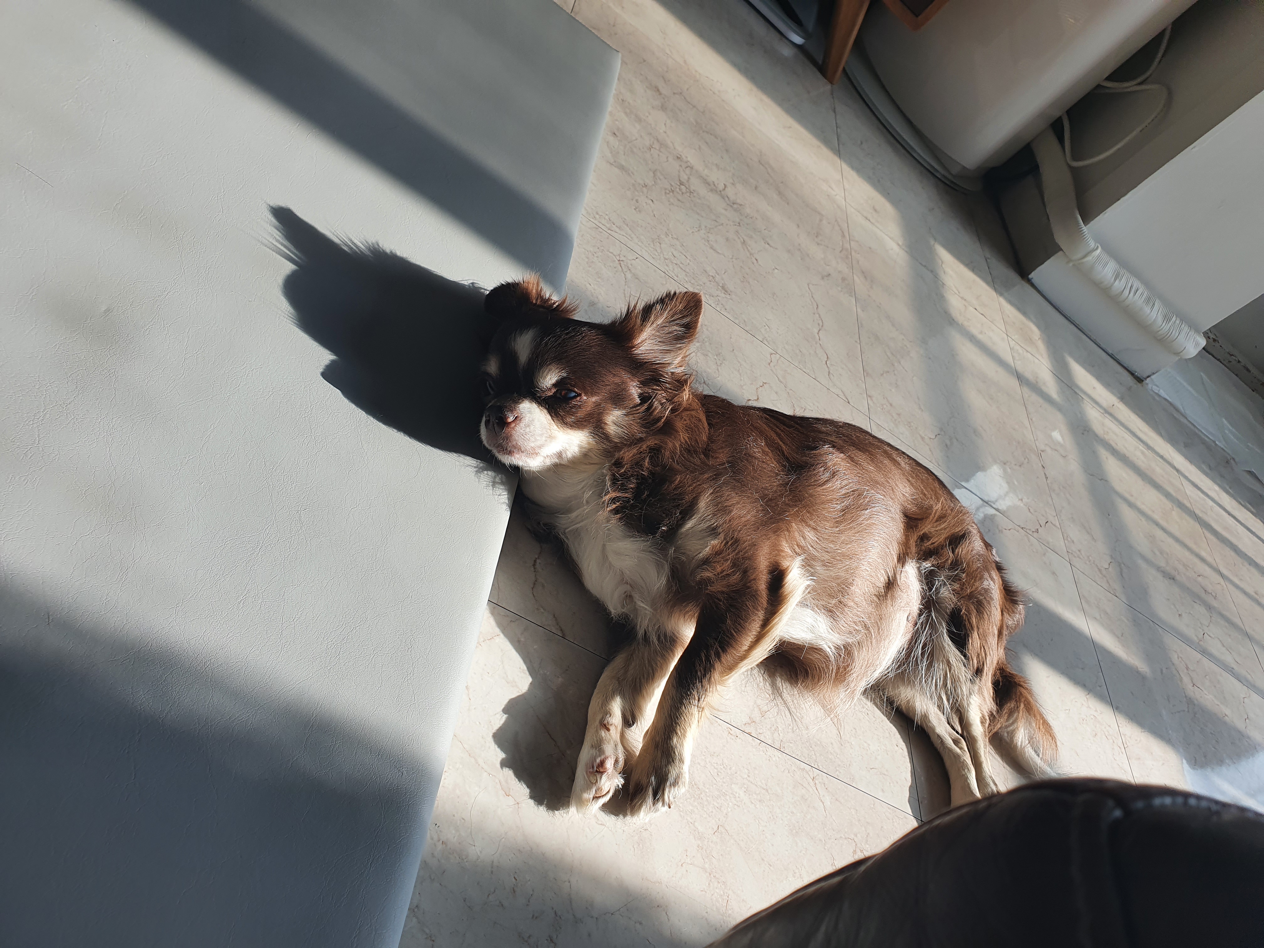 평택치와와 감자.입양2년차입니다~^^