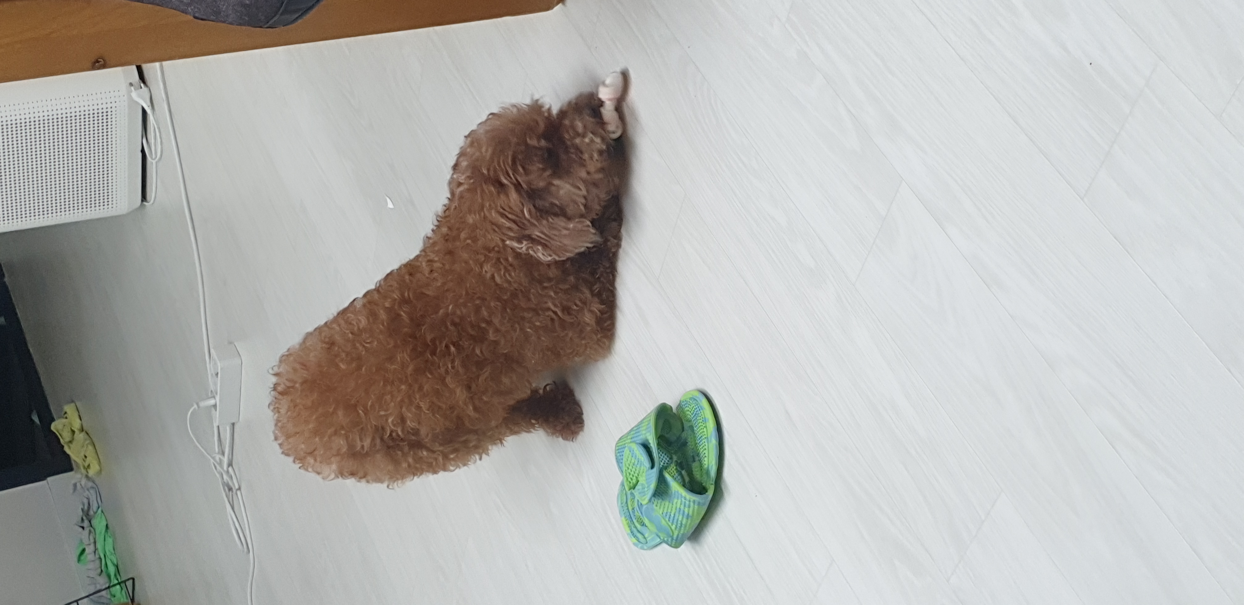 곤지암 군밤이 3개월차