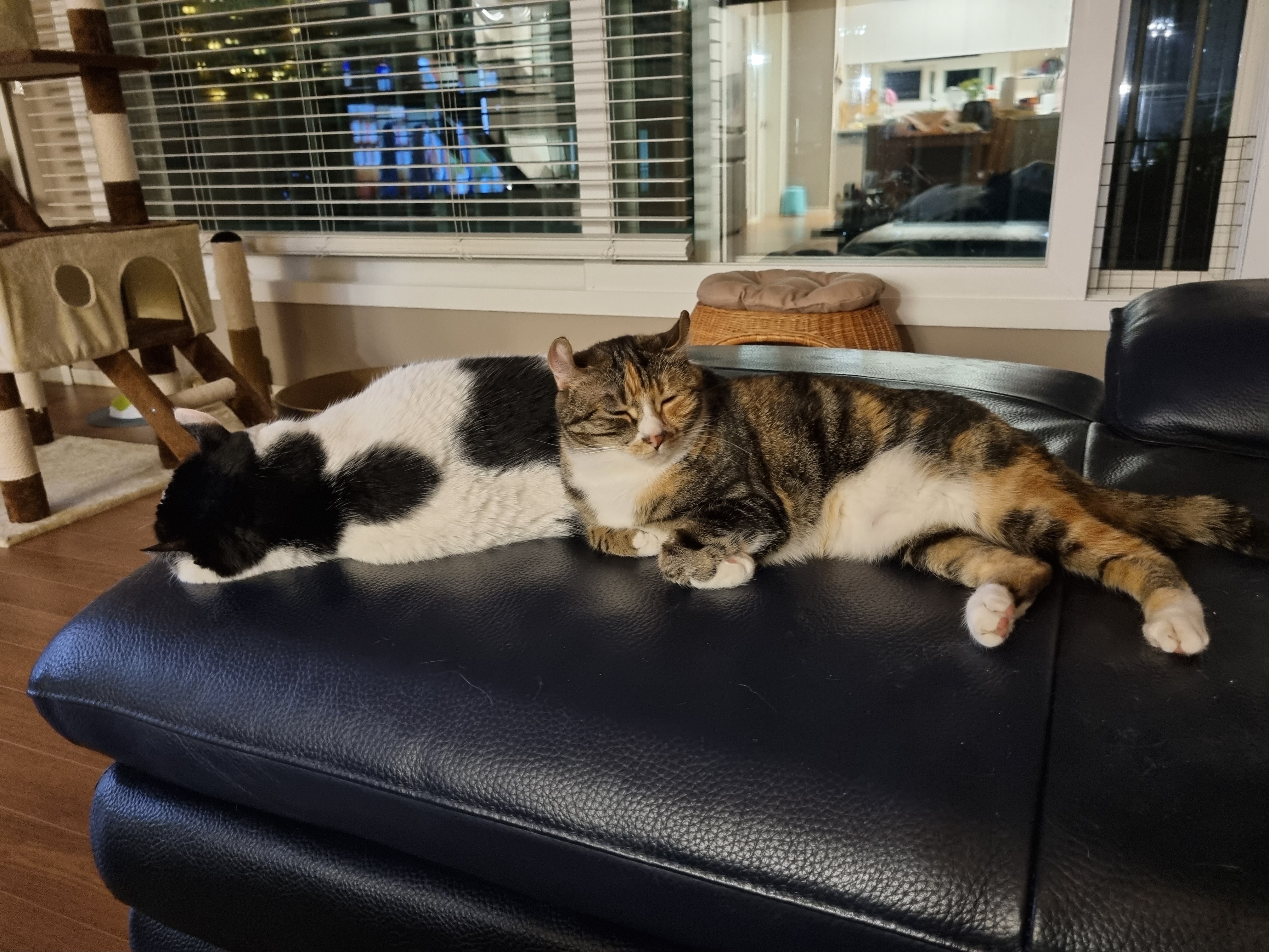 체리(오로라), 코코(피터팬) 입양 2년 후기입니다!