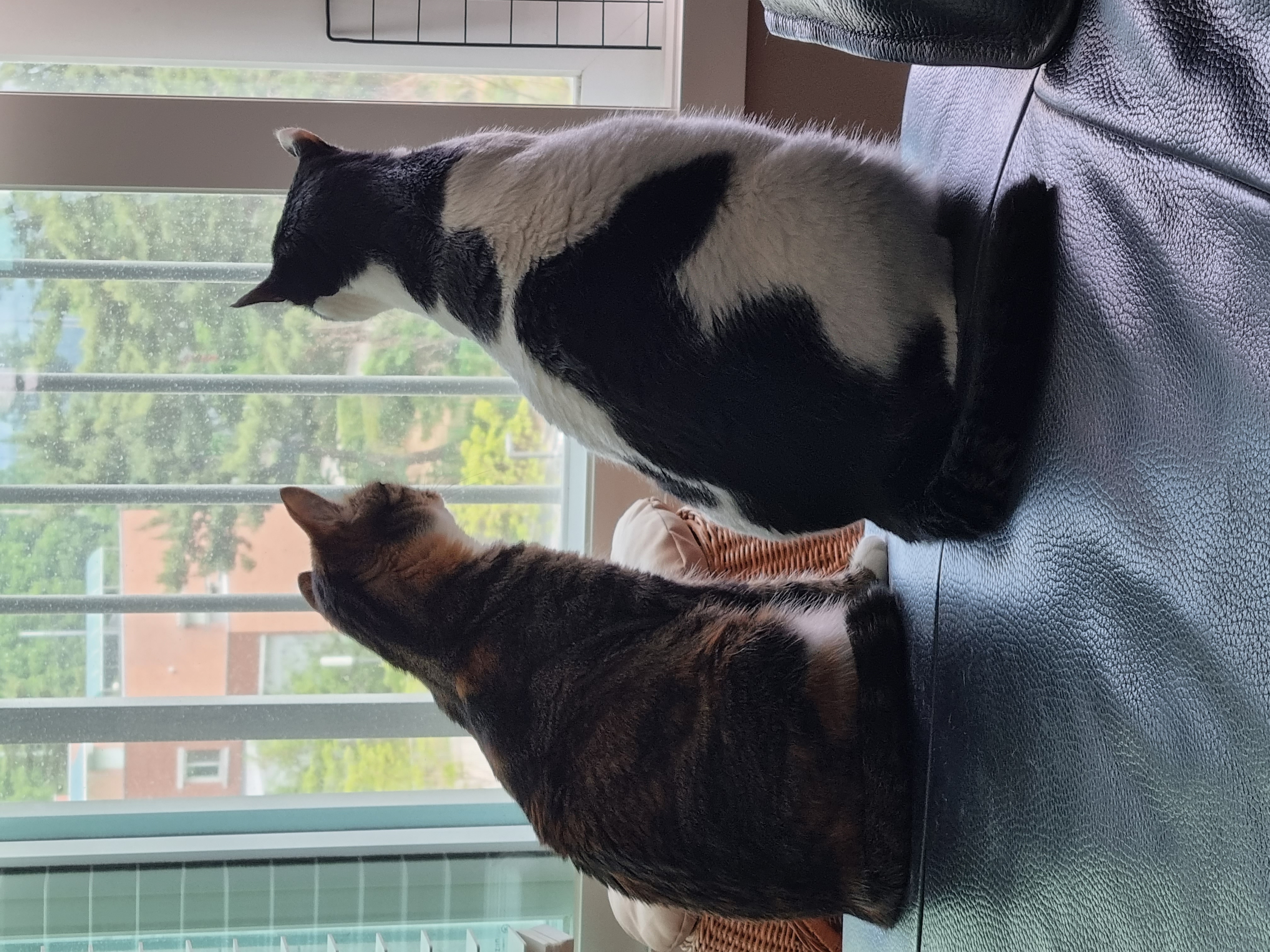 체리(오로라), 코코(피터팬) 입양 2년 후기입니다!