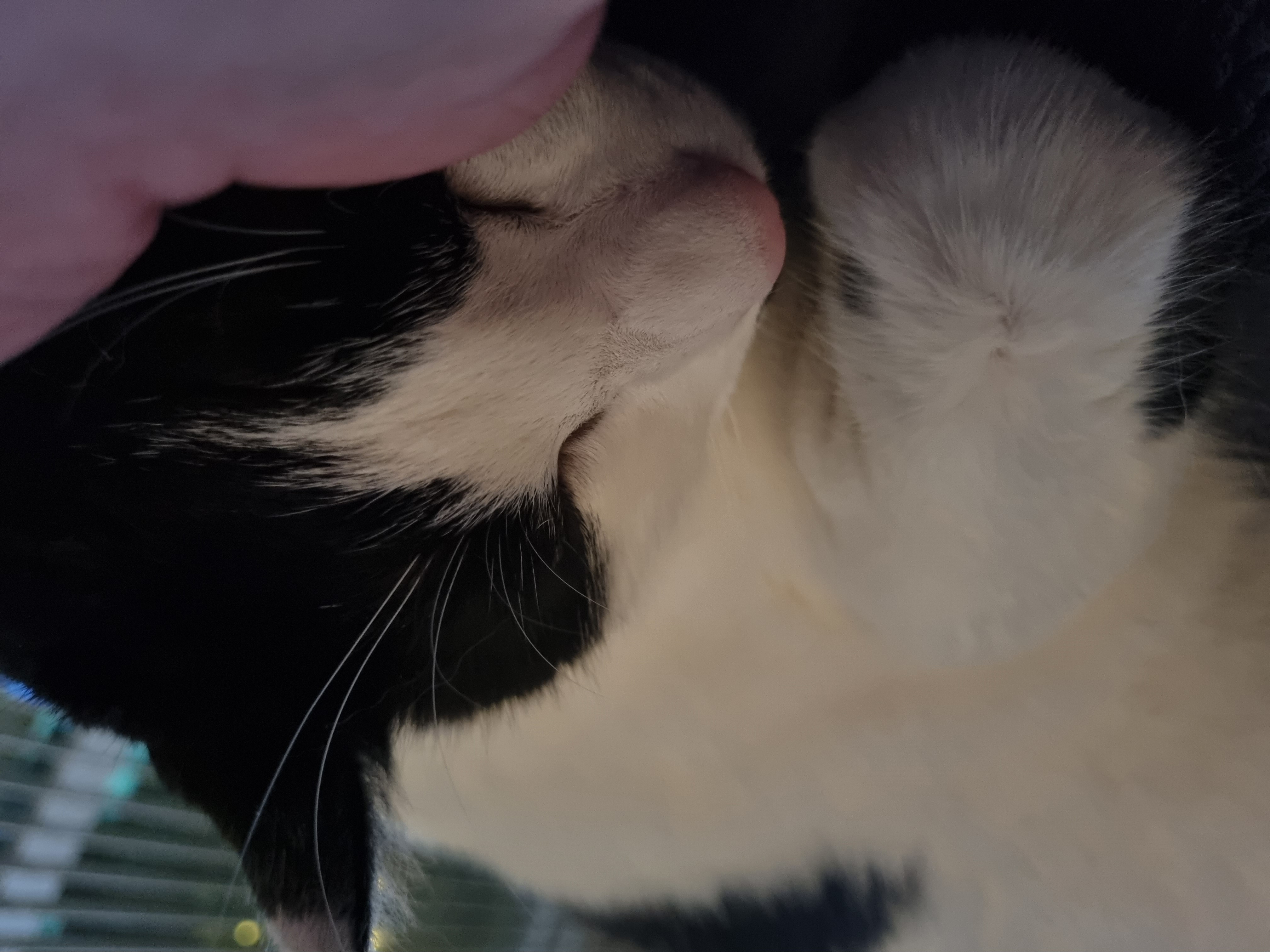 체리(오로라), 코코(피터팬) 입양 2년 후기입니다!