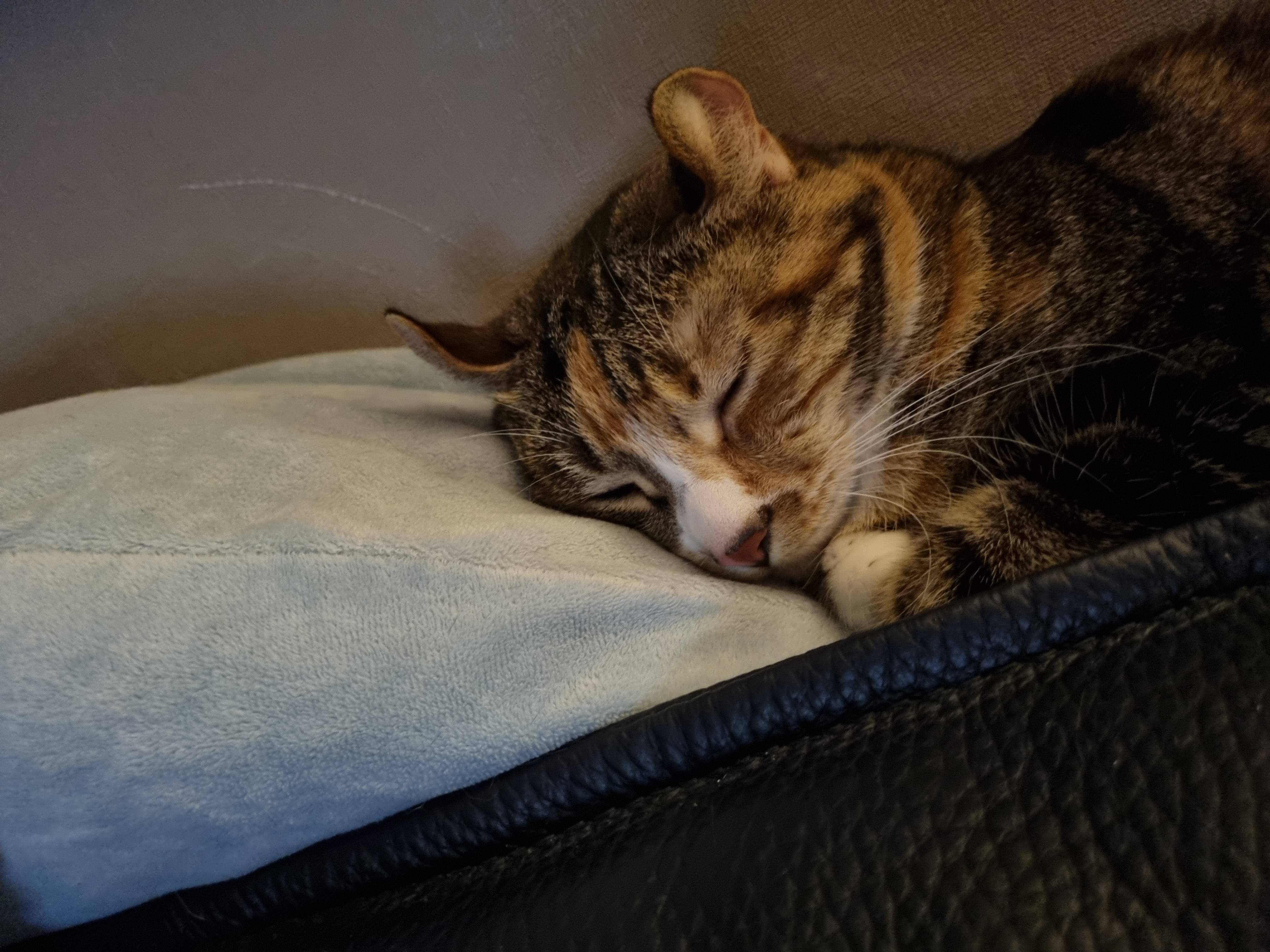 체리(오로라), 코코(피터팬) 입양 2년 후기입니다!