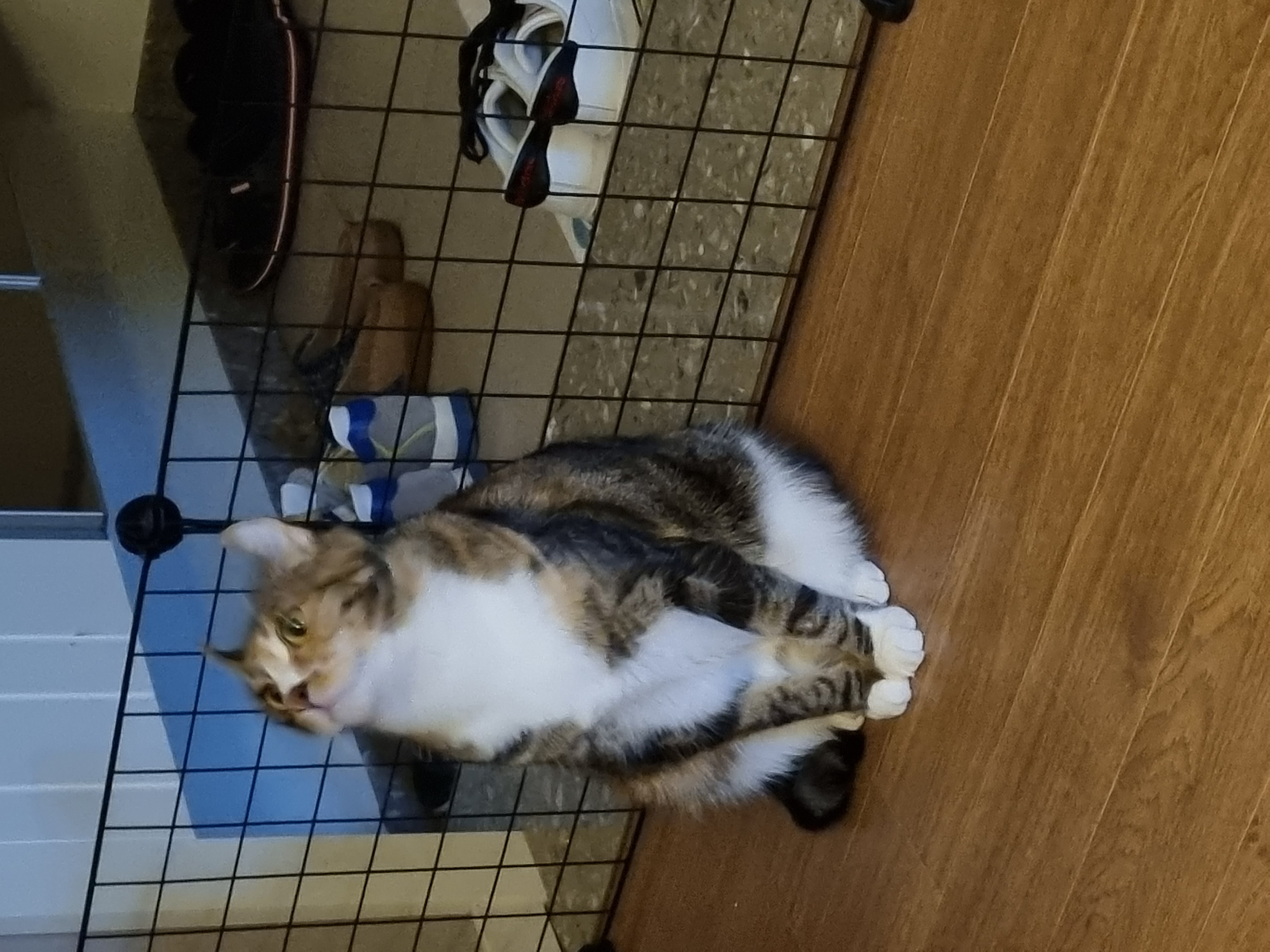 체리(오로라), 코코(피터팬) 입양 2년 후기입니다!