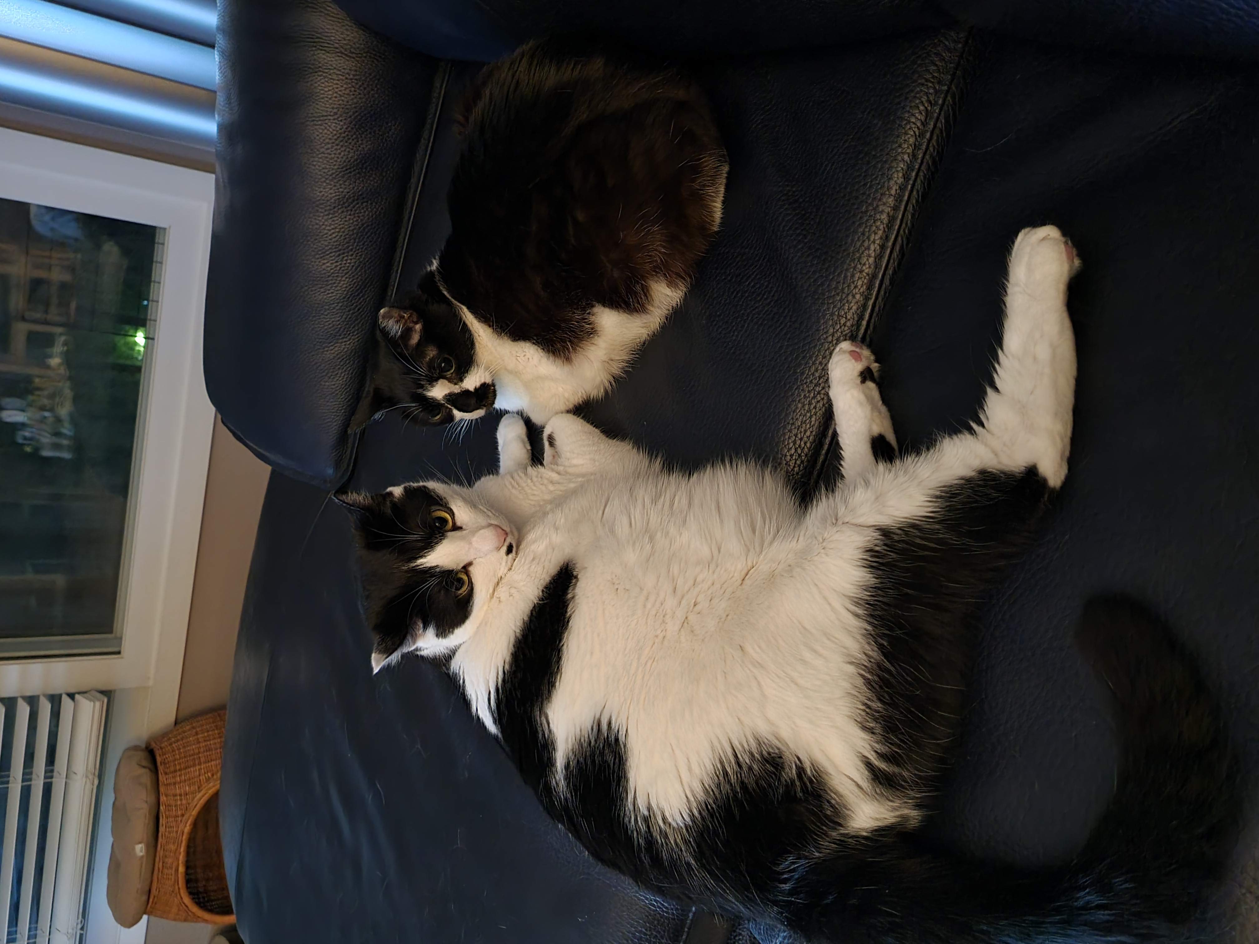 체리(오로라), 코코(피터팬) 입양 2년 후기입니다!