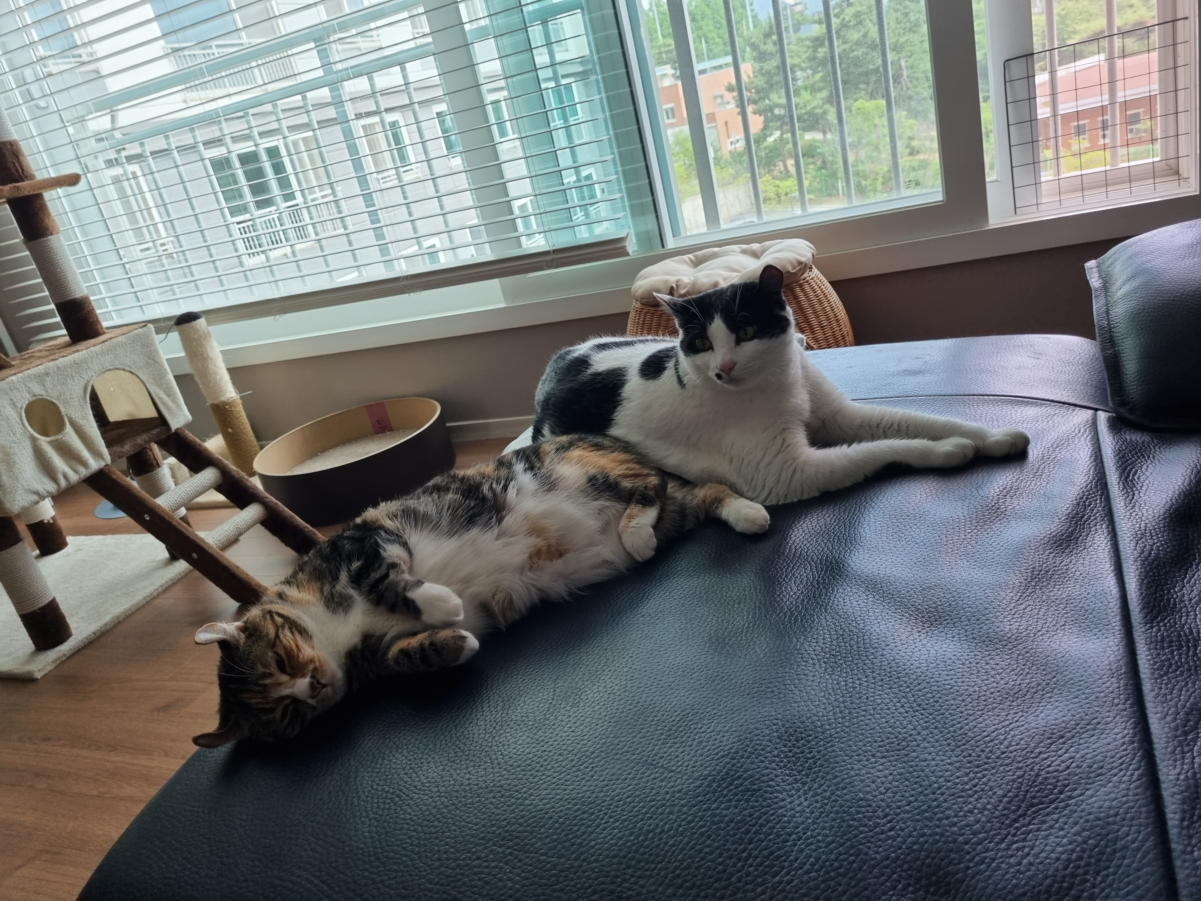 체리(오로라), 코코(피터팬) 입양 2년 후기입니다!