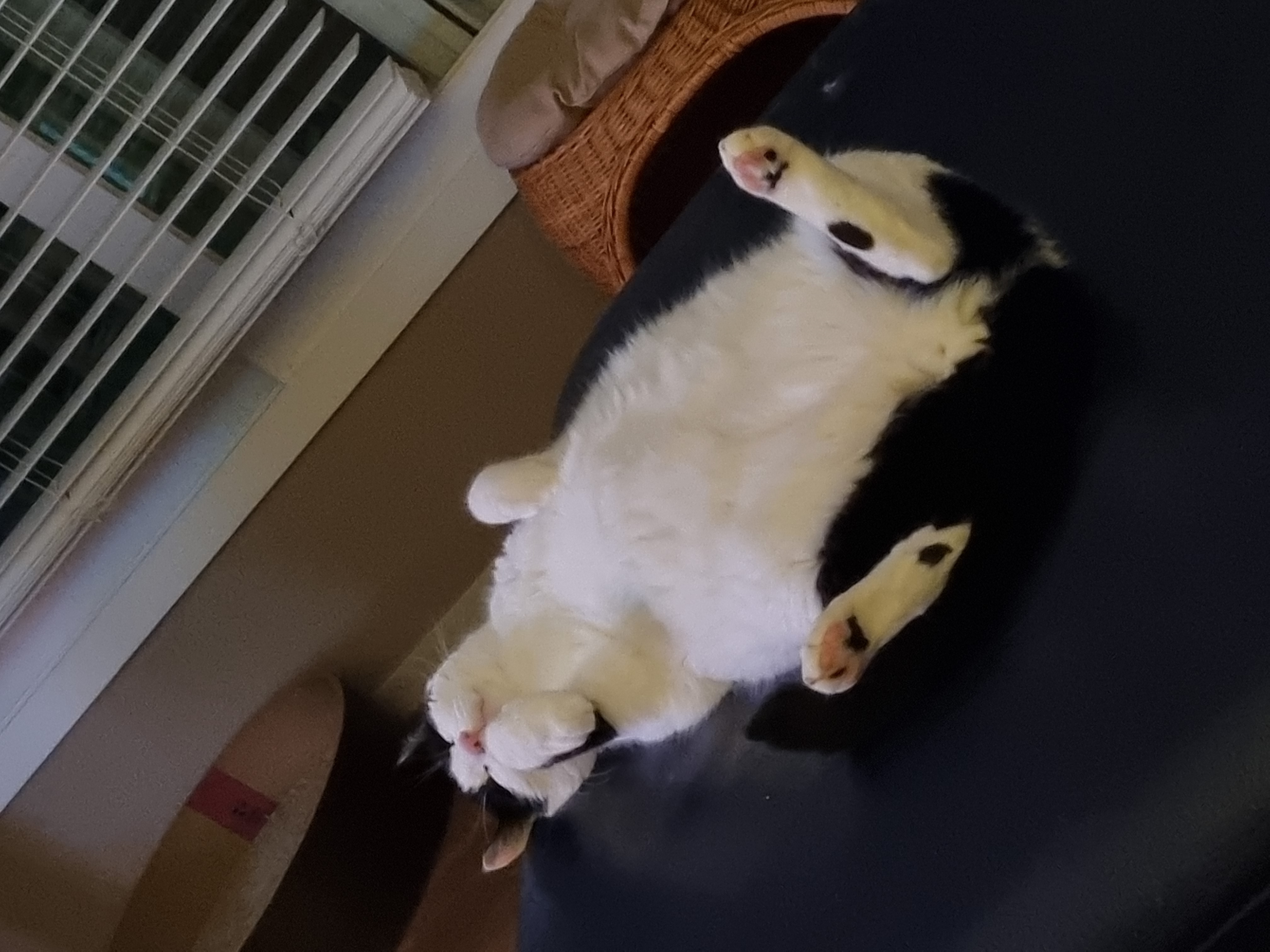 체리(오로라), 코코(피터팬) 입양 2년 후기입니다!