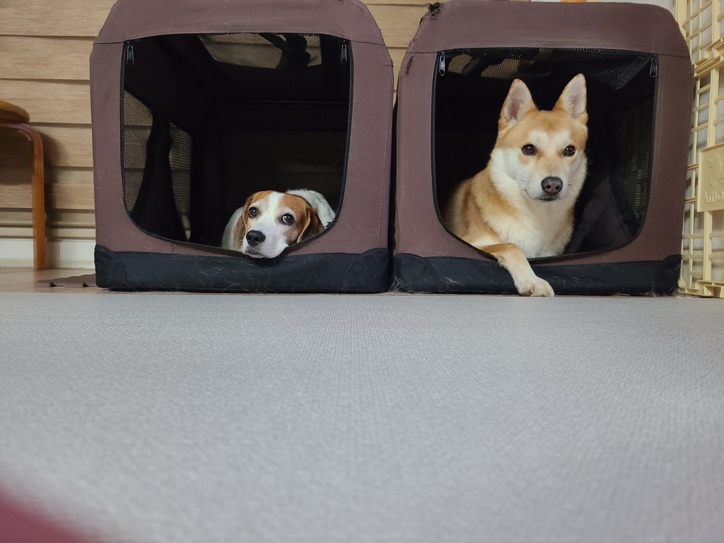 우리 밤비는요~~~