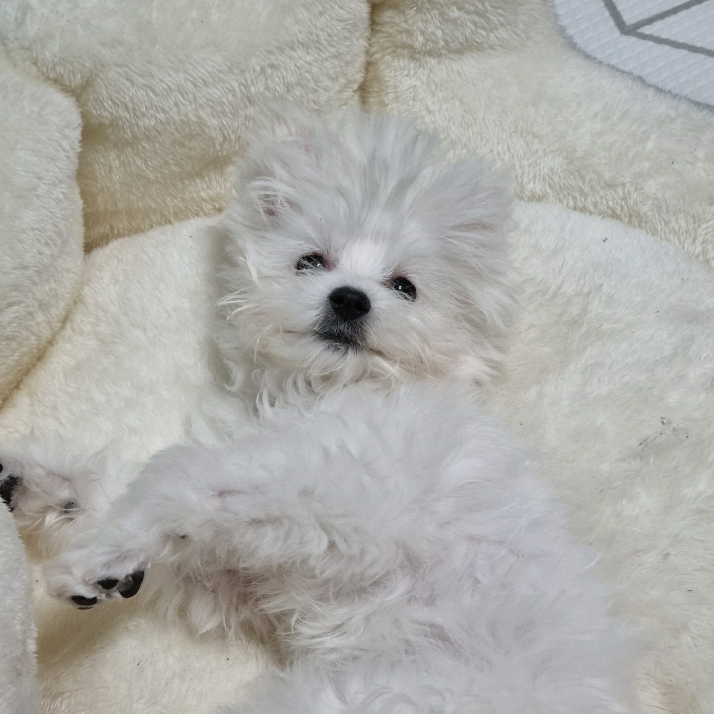 곤지암 그오(봄이) 3개월차 후기입니다!