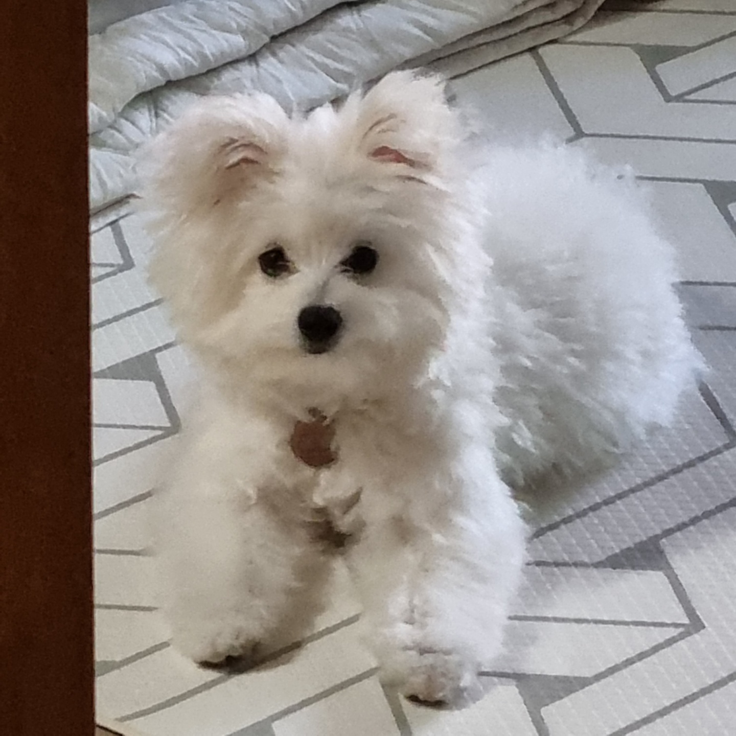 곤지암 그오(봄이) 3개월차 후기입니다!