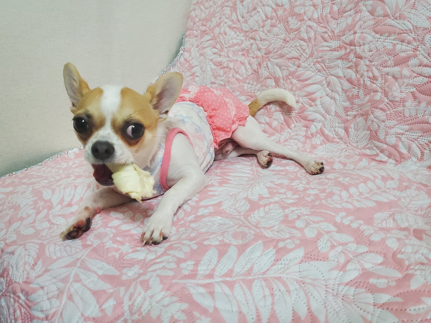 이랑이 삼개월차 입양후기 입니다. 