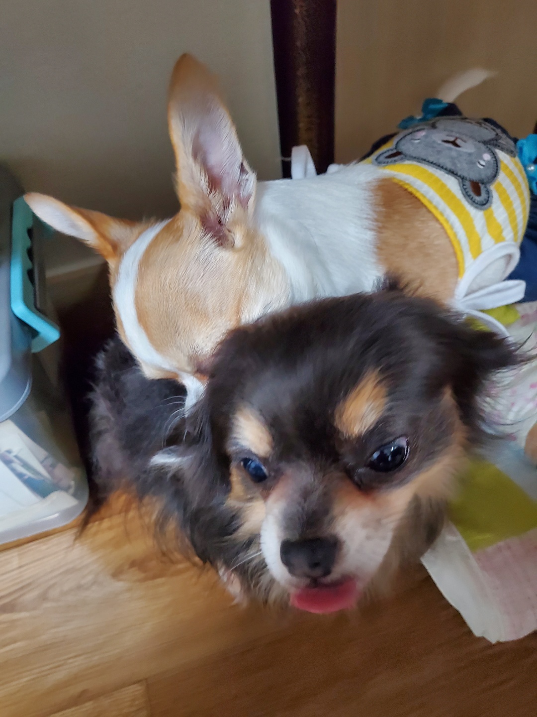 이랑이 삼개월차 입양후기 입니다. 