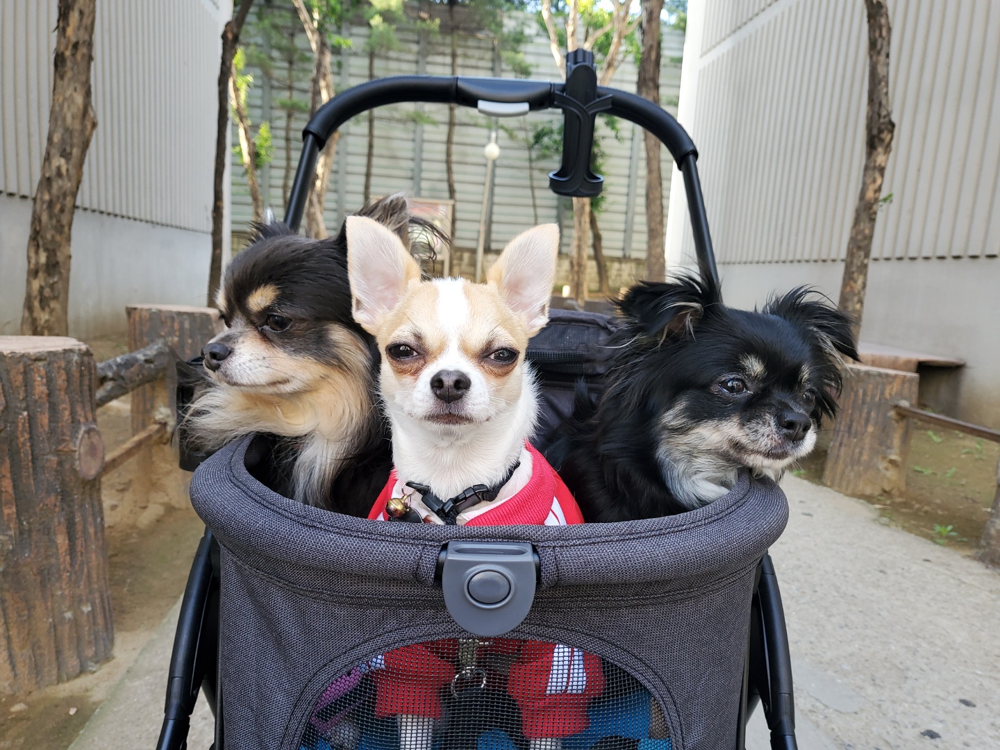 이랑이 삼개월차 입양후기 입니다. 