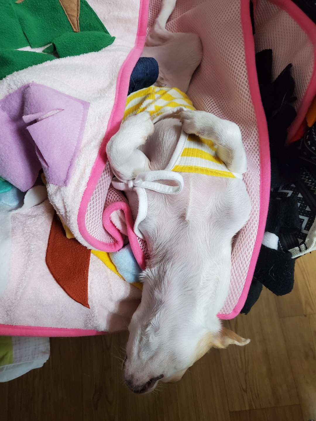 이랑이 삼개월차 입양후기 입니다. 