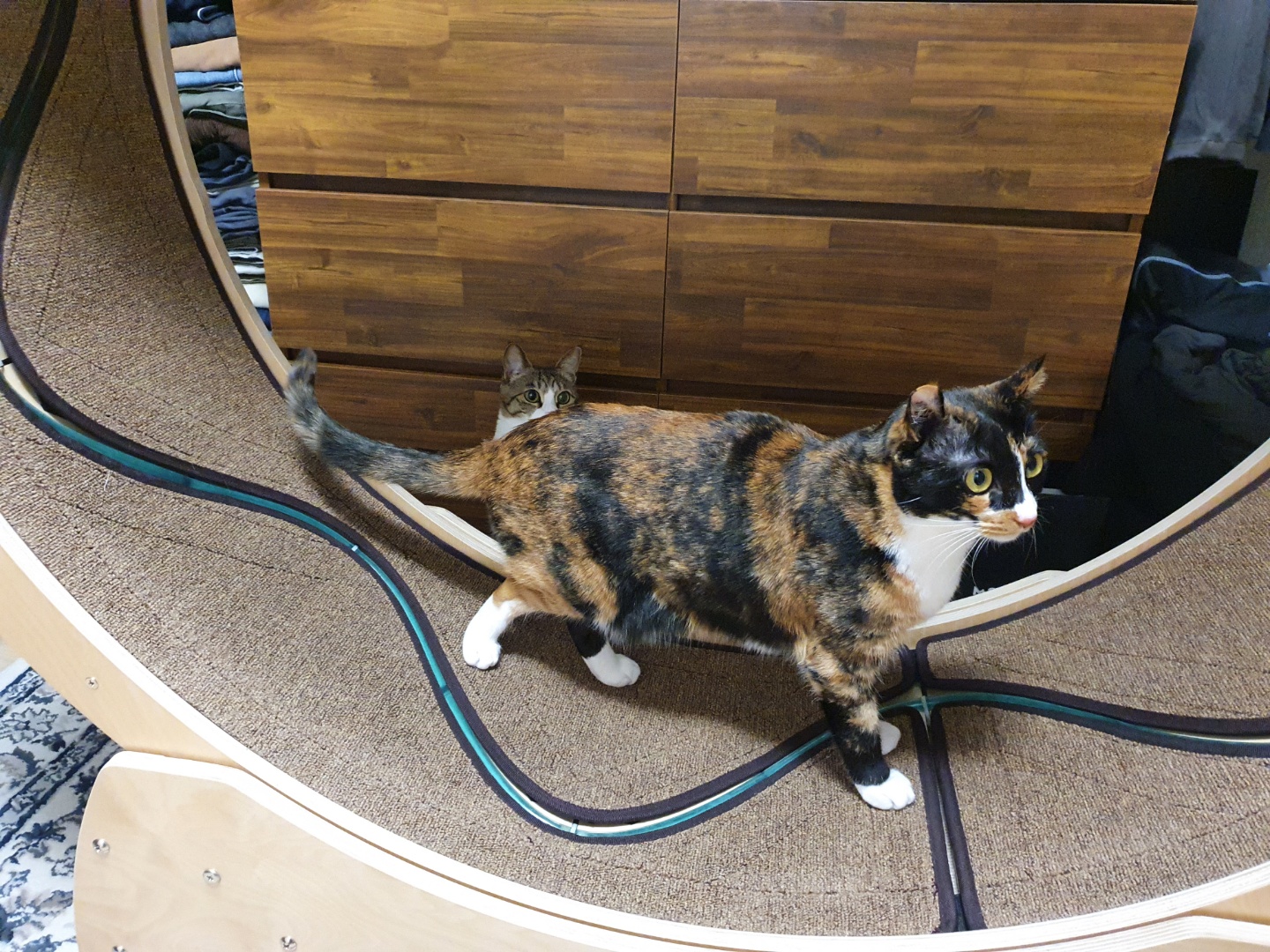 달이(차차) 2년차 입양후기입니다^^