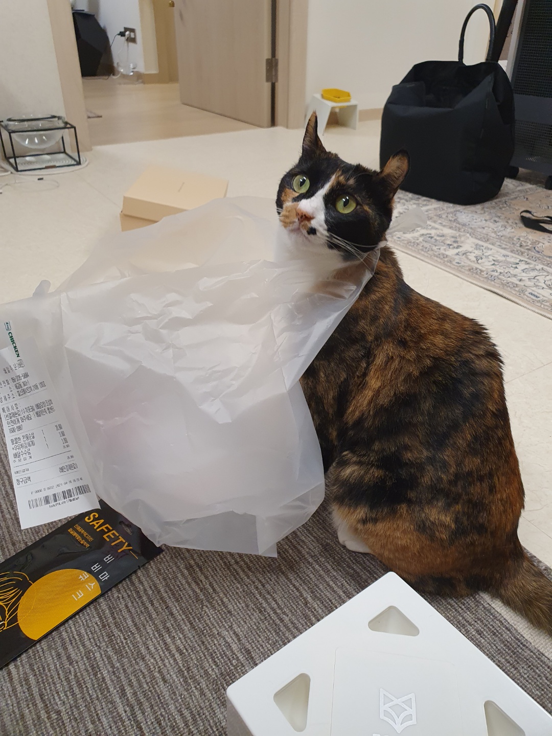 달이(차차) 2년차 입양후기입니다^^