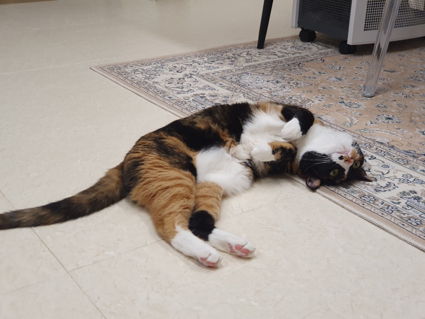 달이(차차) 2년차 입양후기입니다^^