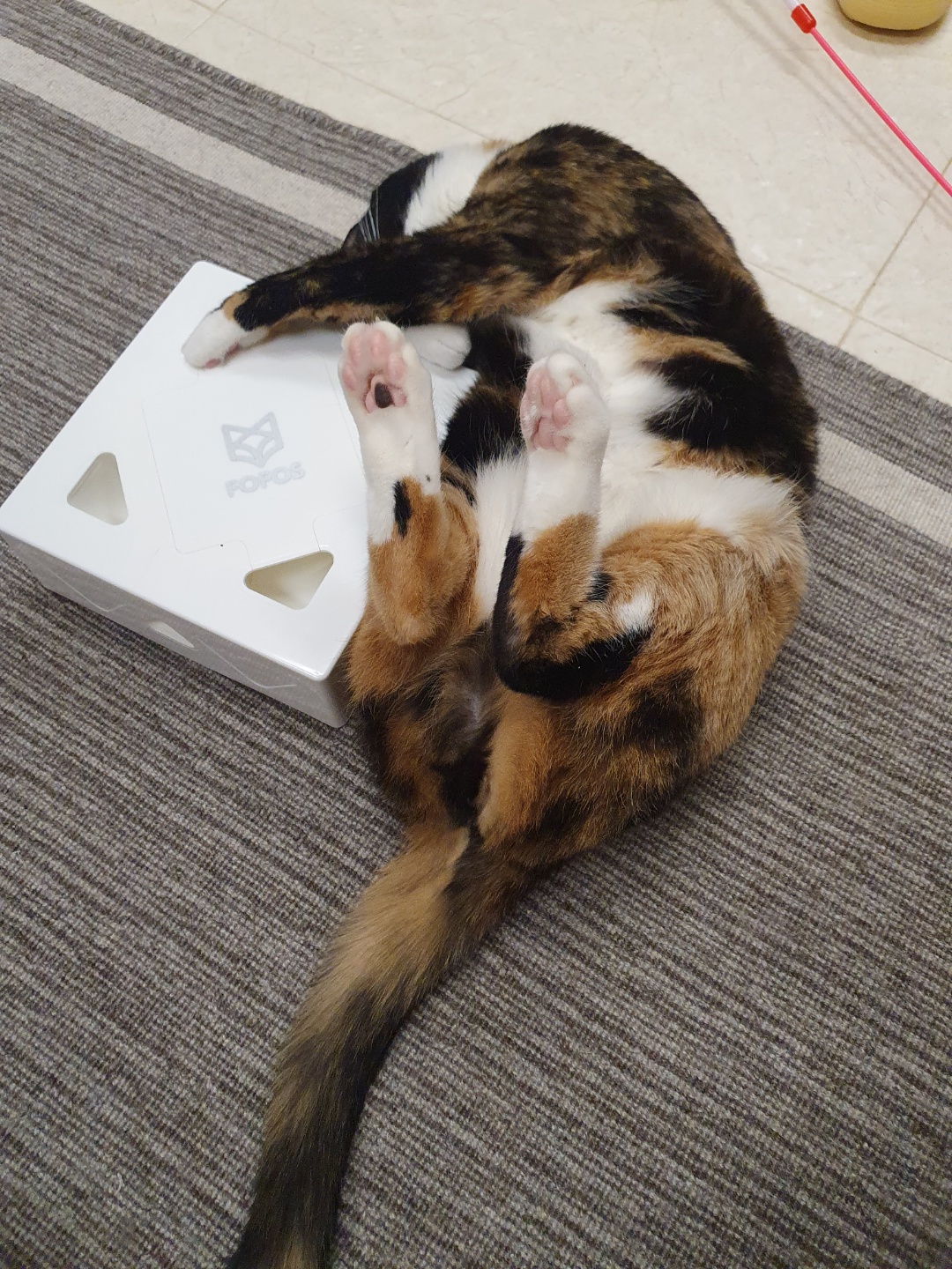 달이(차차) 2년차 입양후기입니다^^