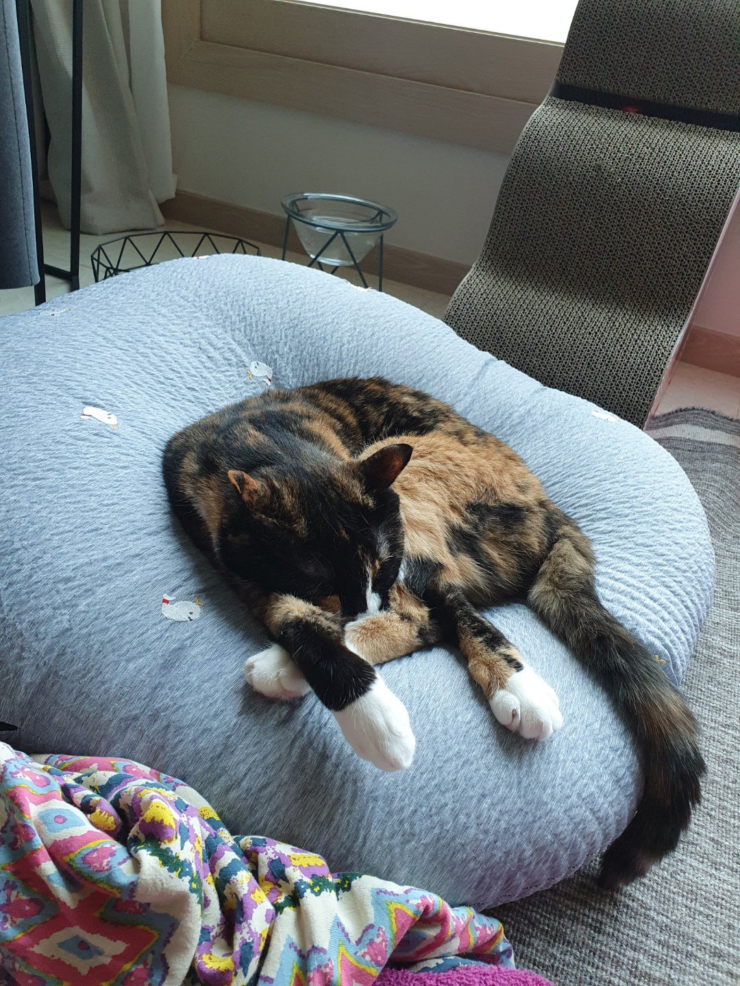 달이(차차) 2년차 입양후기입니다^^