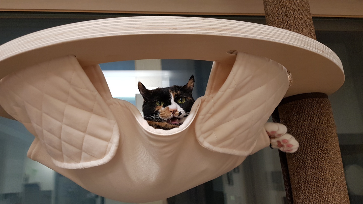 달이(차차) 2년차 입양후기입니다^^