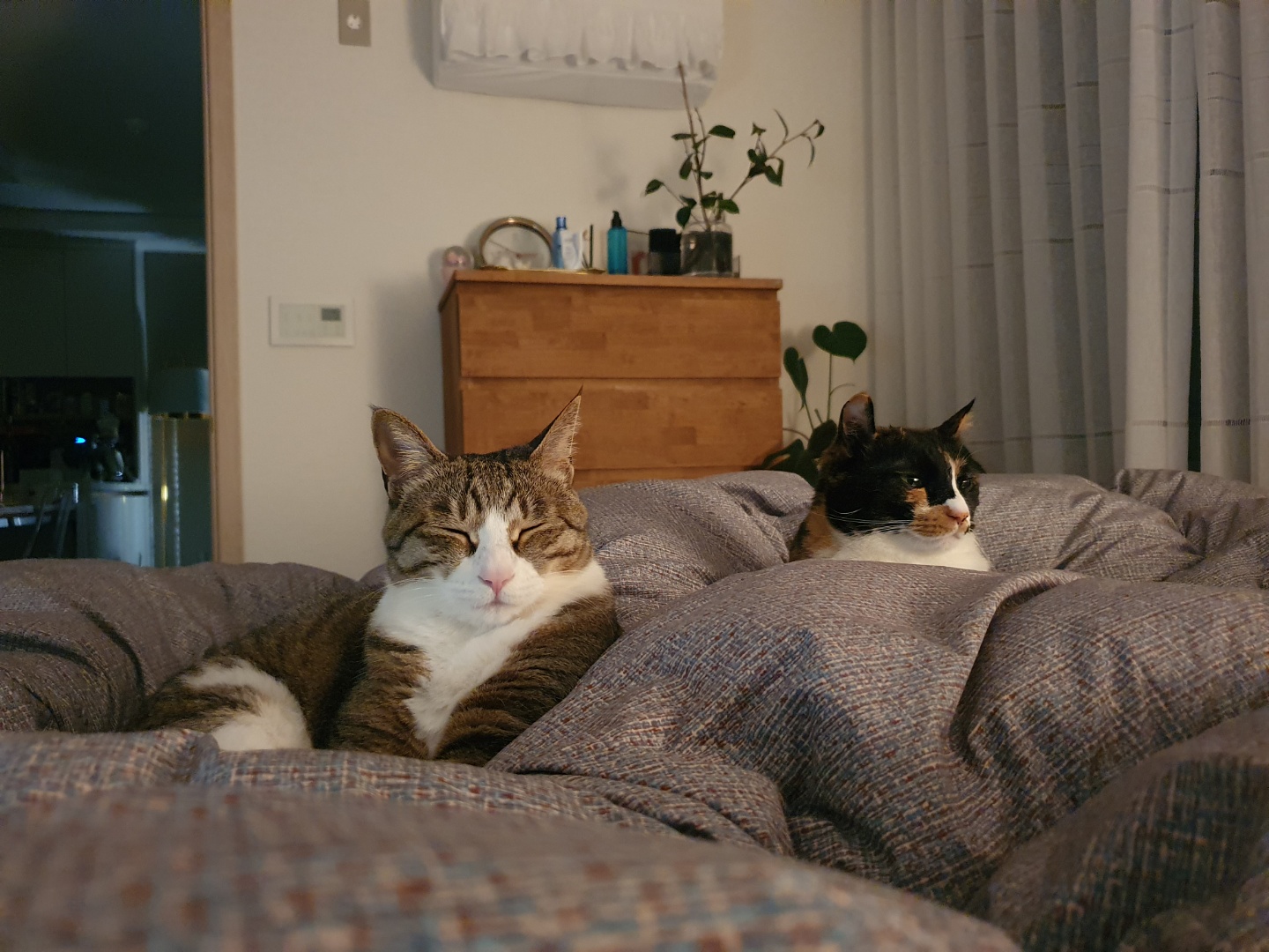 달이(차차) 2년차 입양후기입니다^^