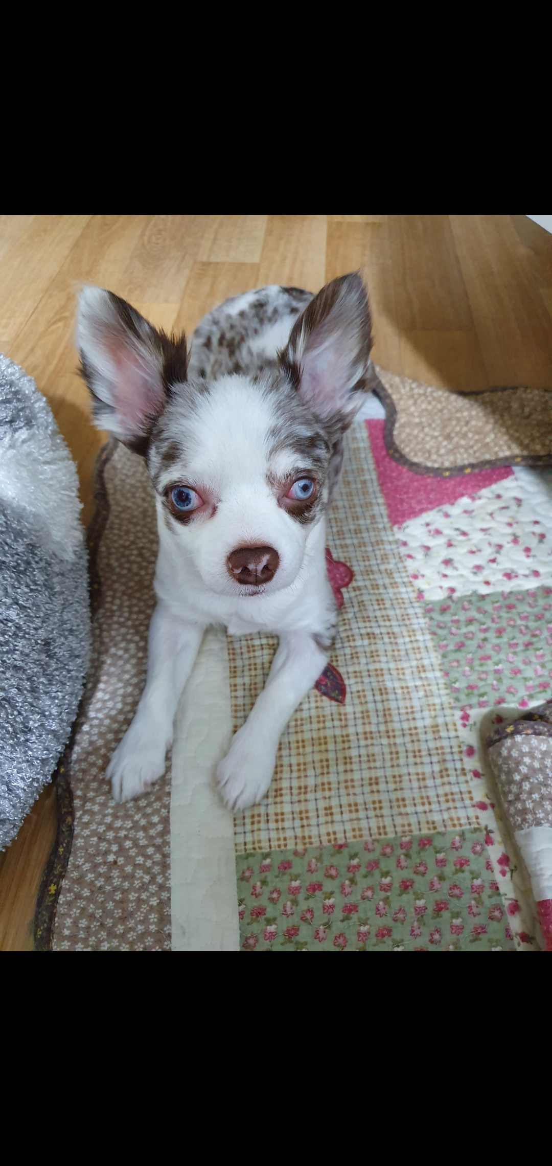 평택치와와 모지(탄이)^^