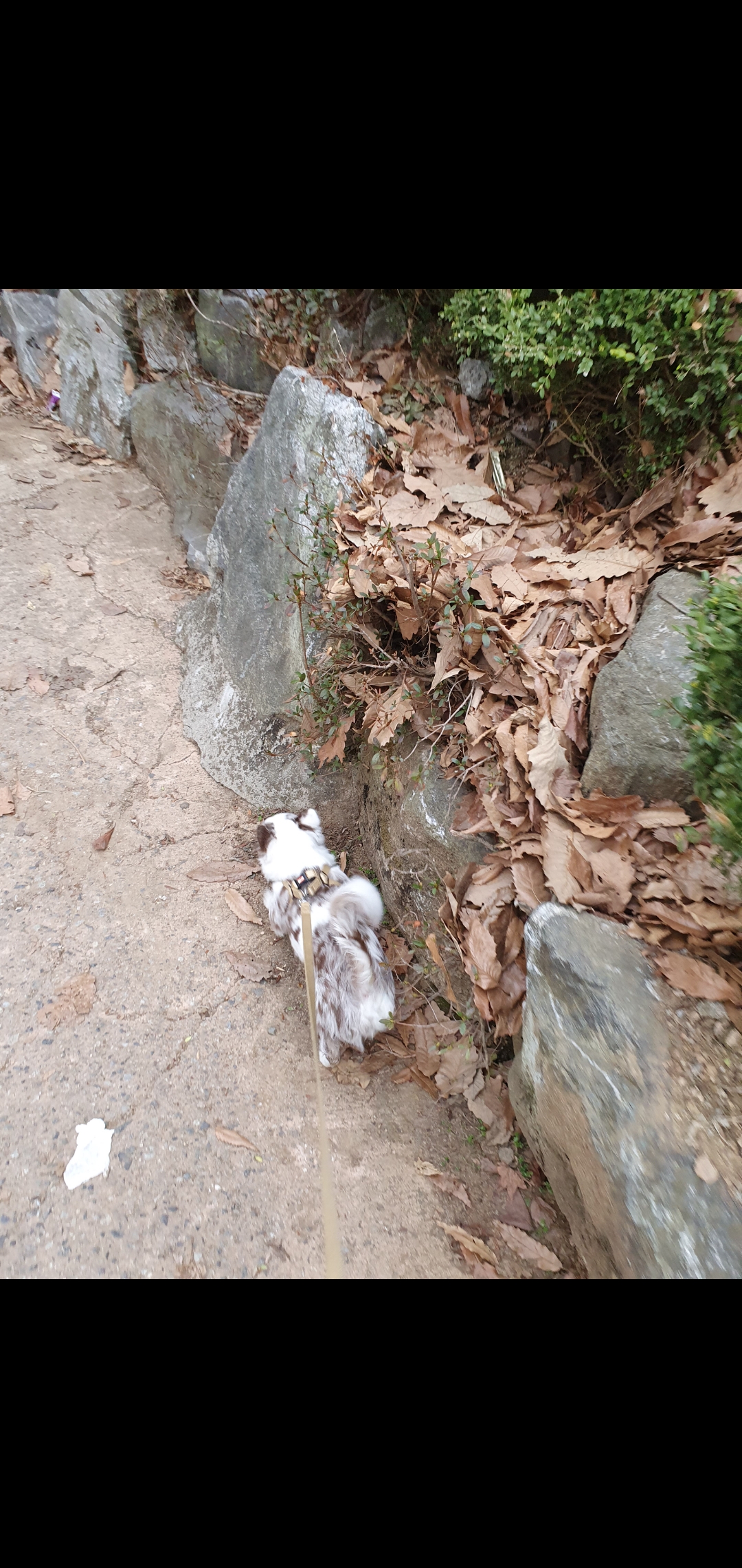 평택치와와 모지(탄이)^^