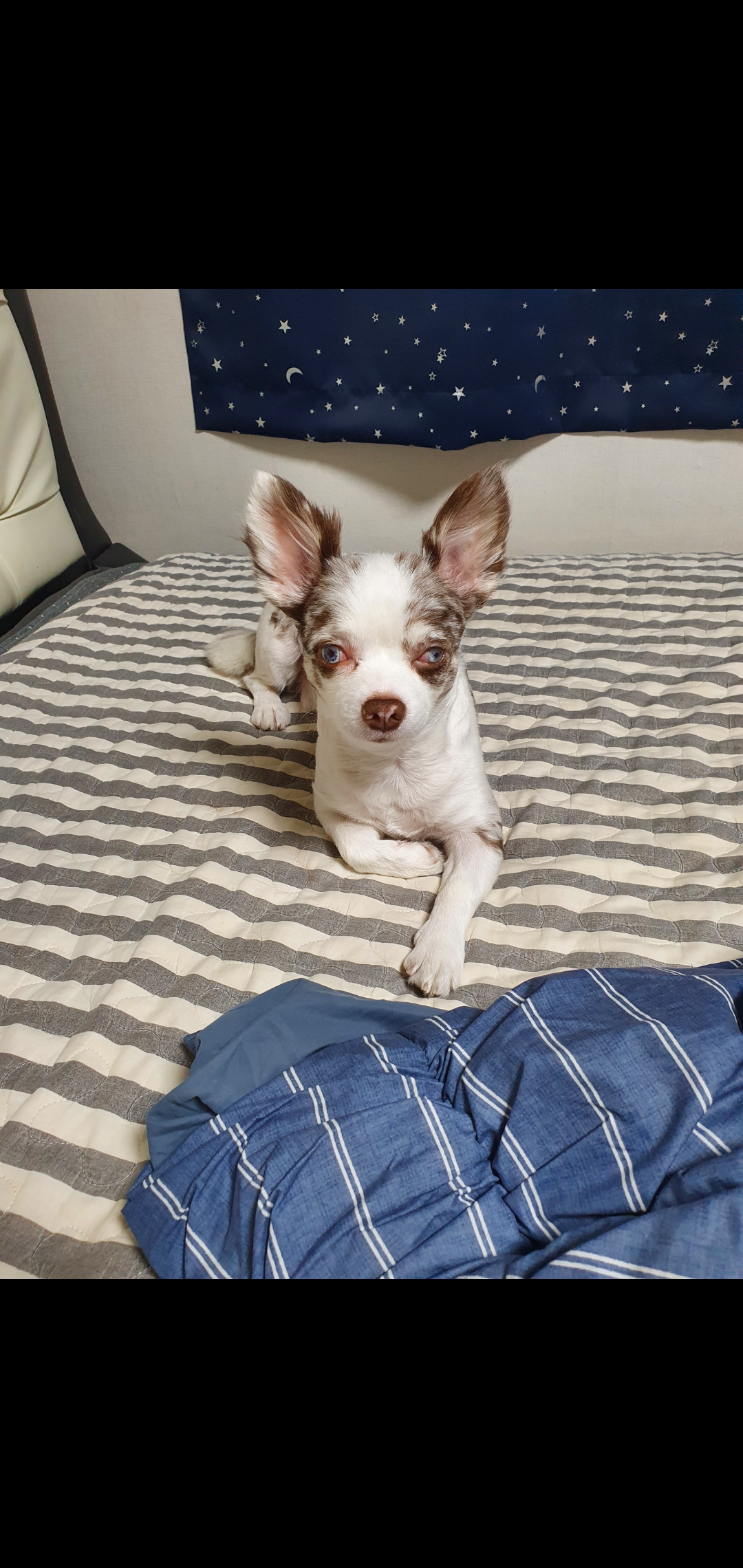 평택치와와 모지(탄이)^^