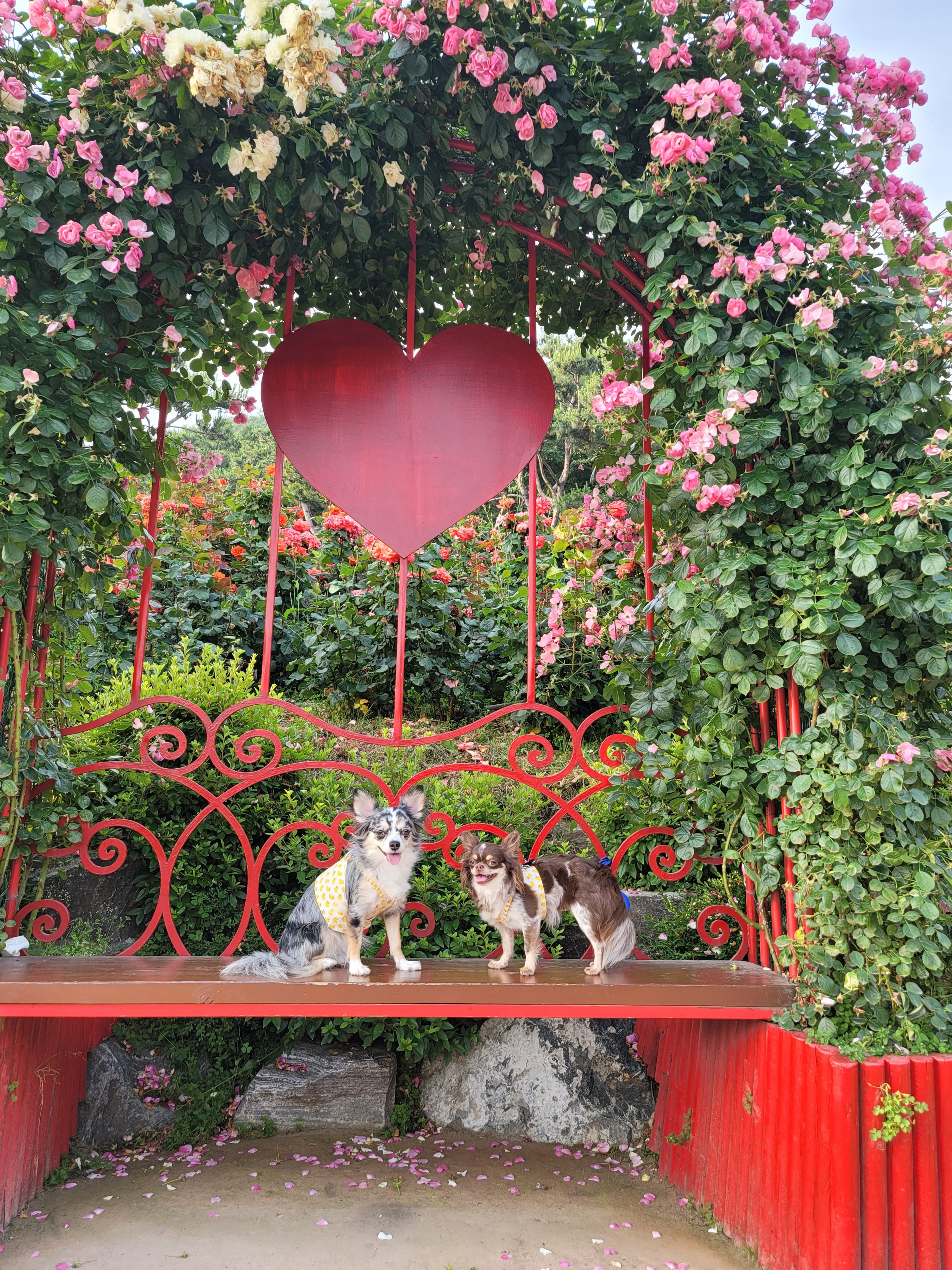 쁘띠 열여섯번째 이야기(평택번식장 태태막둥이)