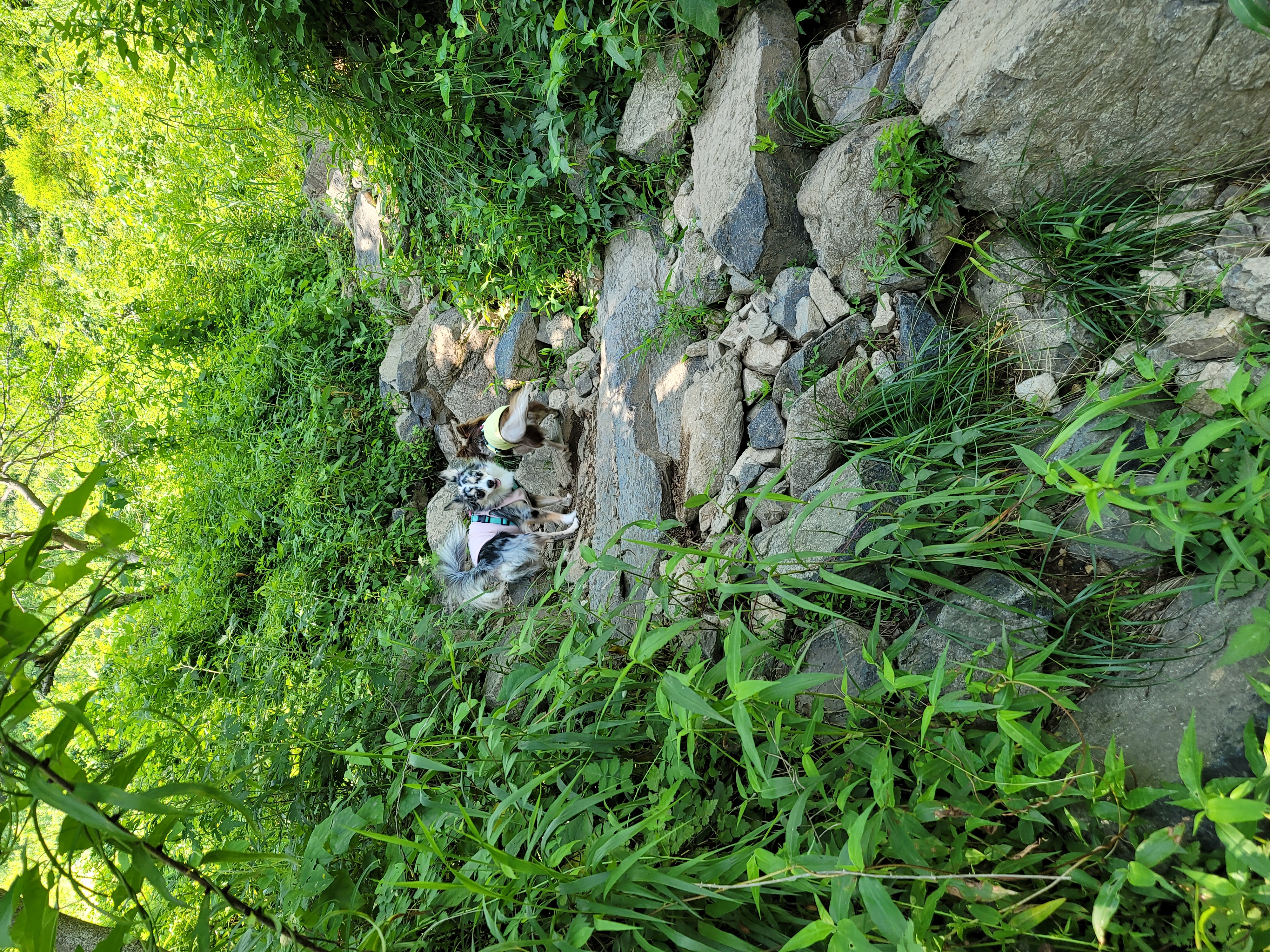 쁘띠 열여섯번째 이야기(평택번식장 태태막둥이)