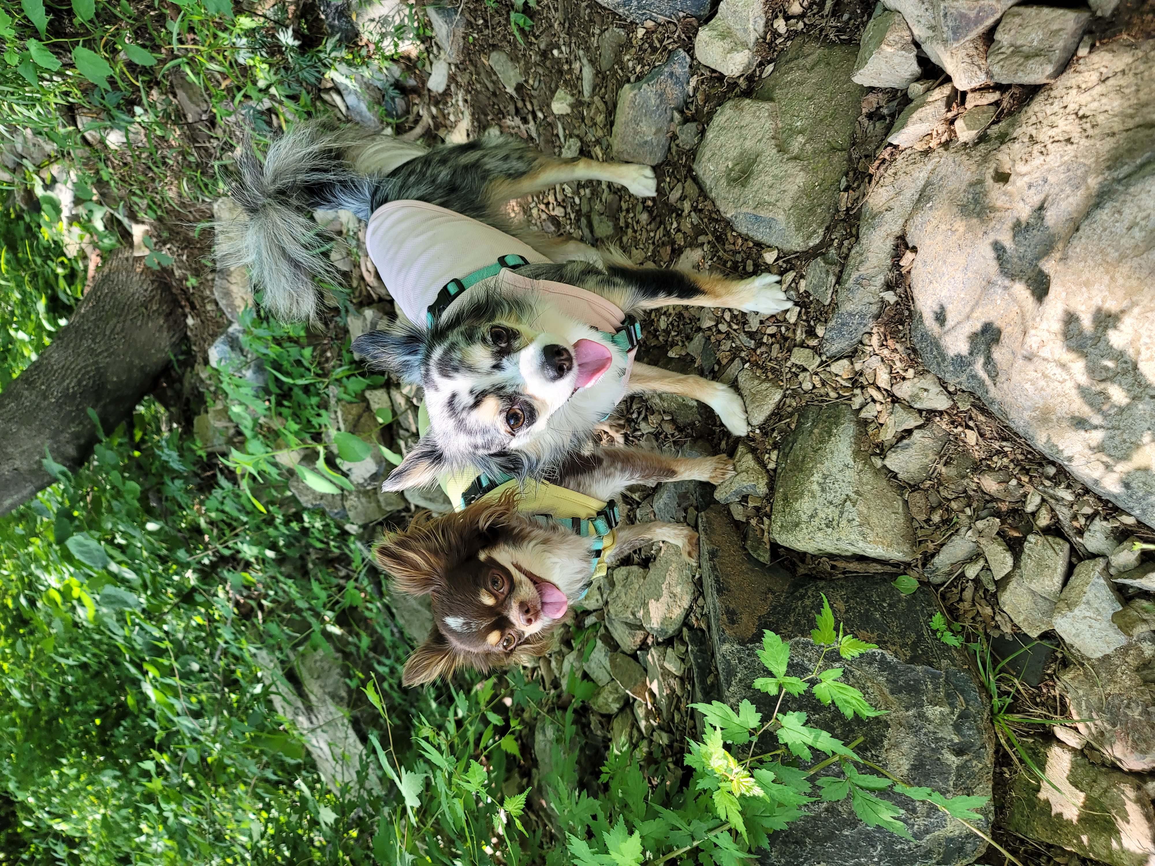 쁘띠 열여섯번째 이야기(평택번식장 태태막둥이)