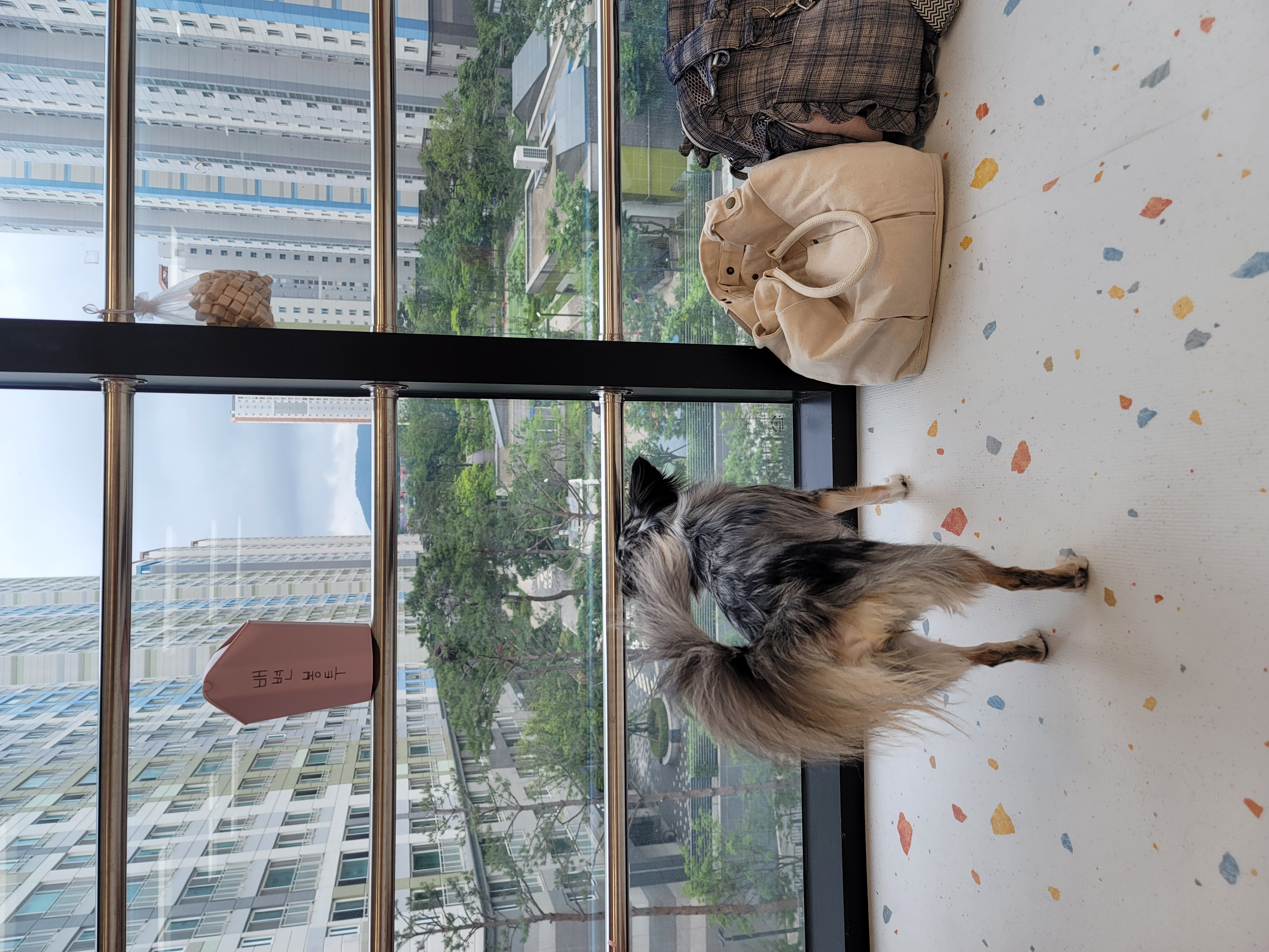 쁘띠 열여섯번째 이야기(평택번식장 태태막둥이)