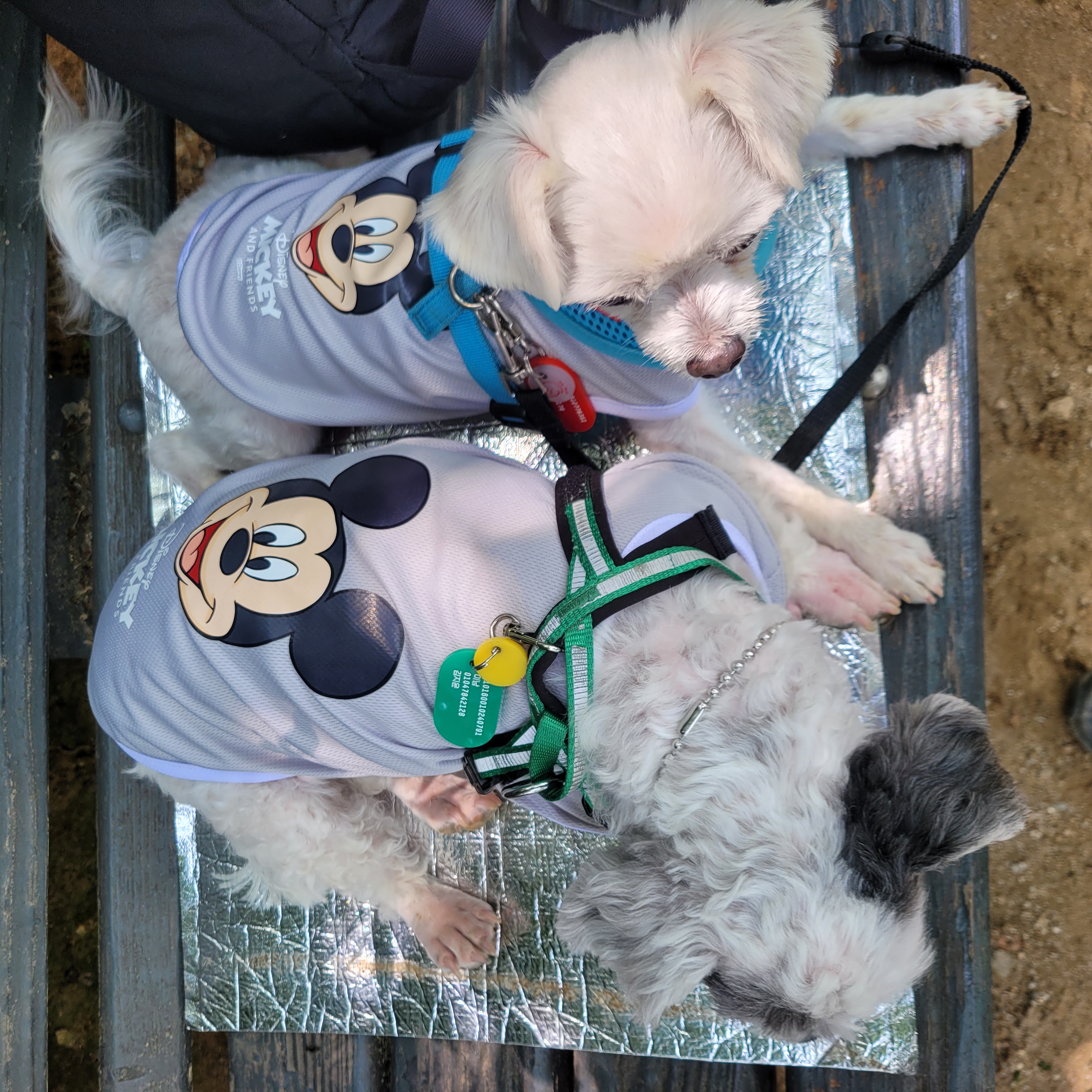 봉남이(곤지암 도우너) 입양석달 차