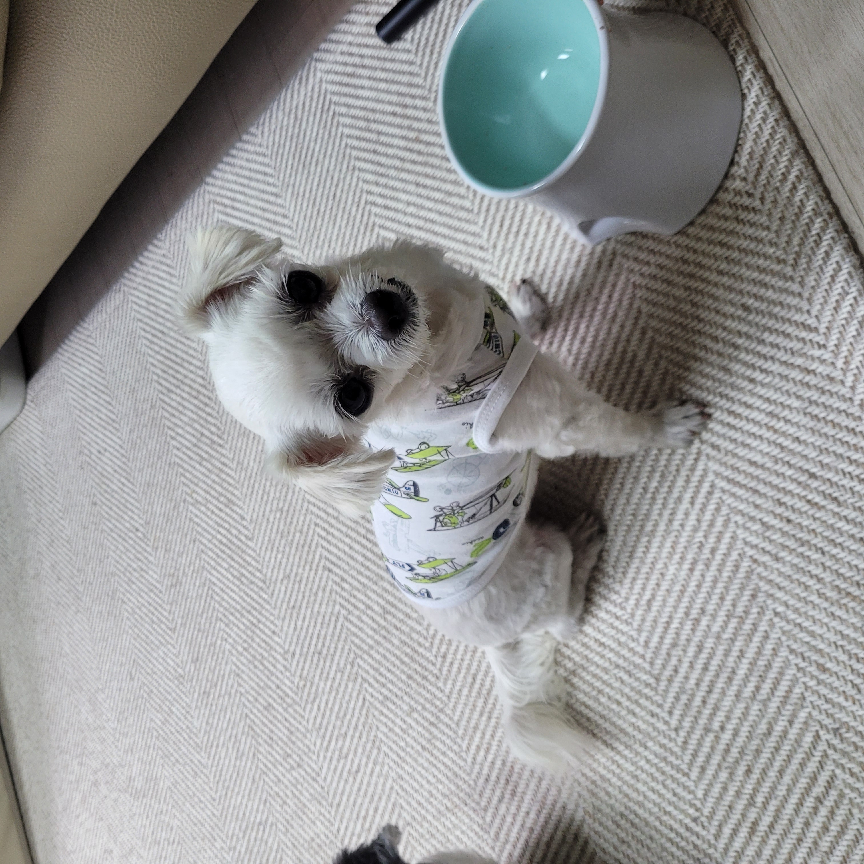 봉남이(곤지암 도우너) 입양석달 차