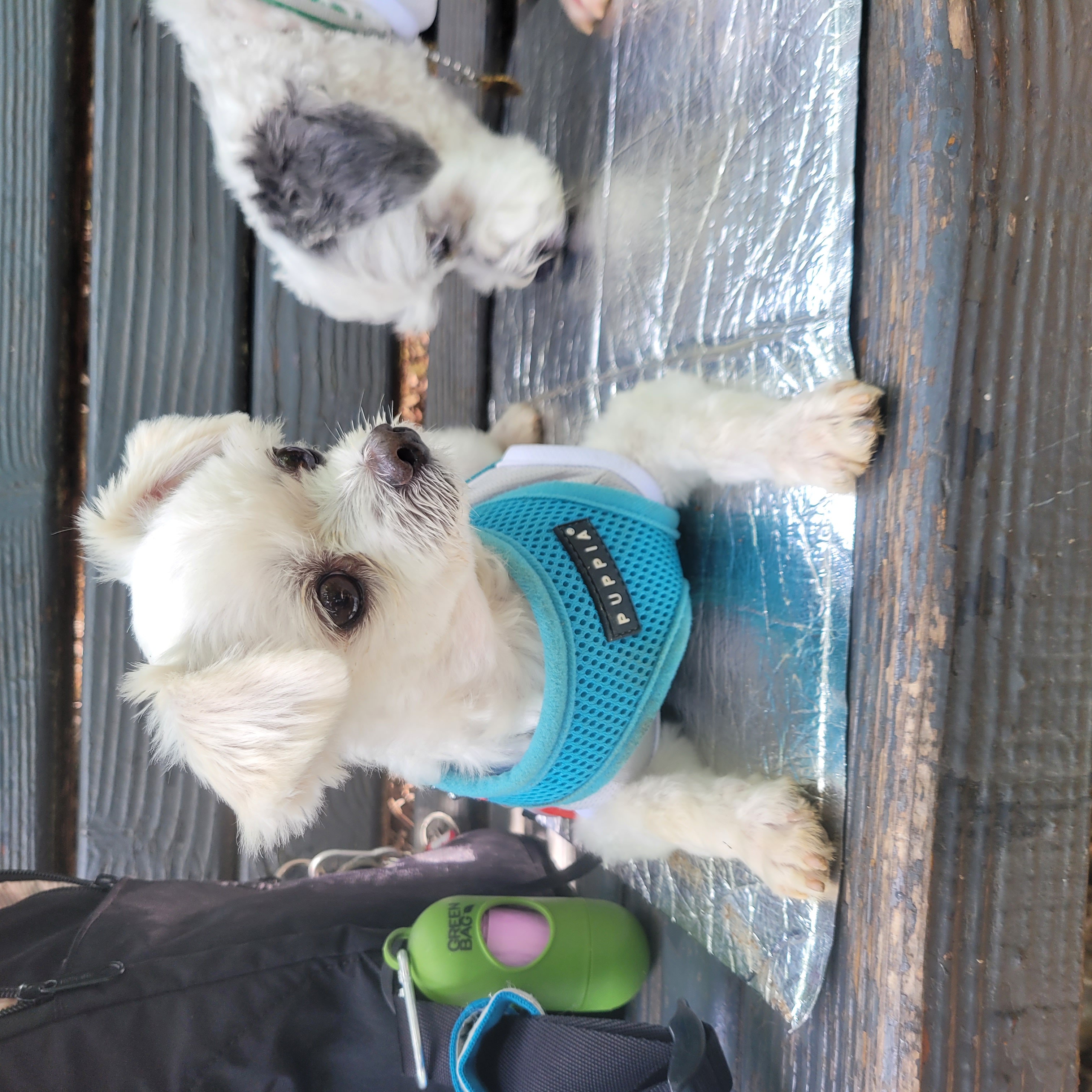 봉남이(곤지암 도우너) 입양석달 차