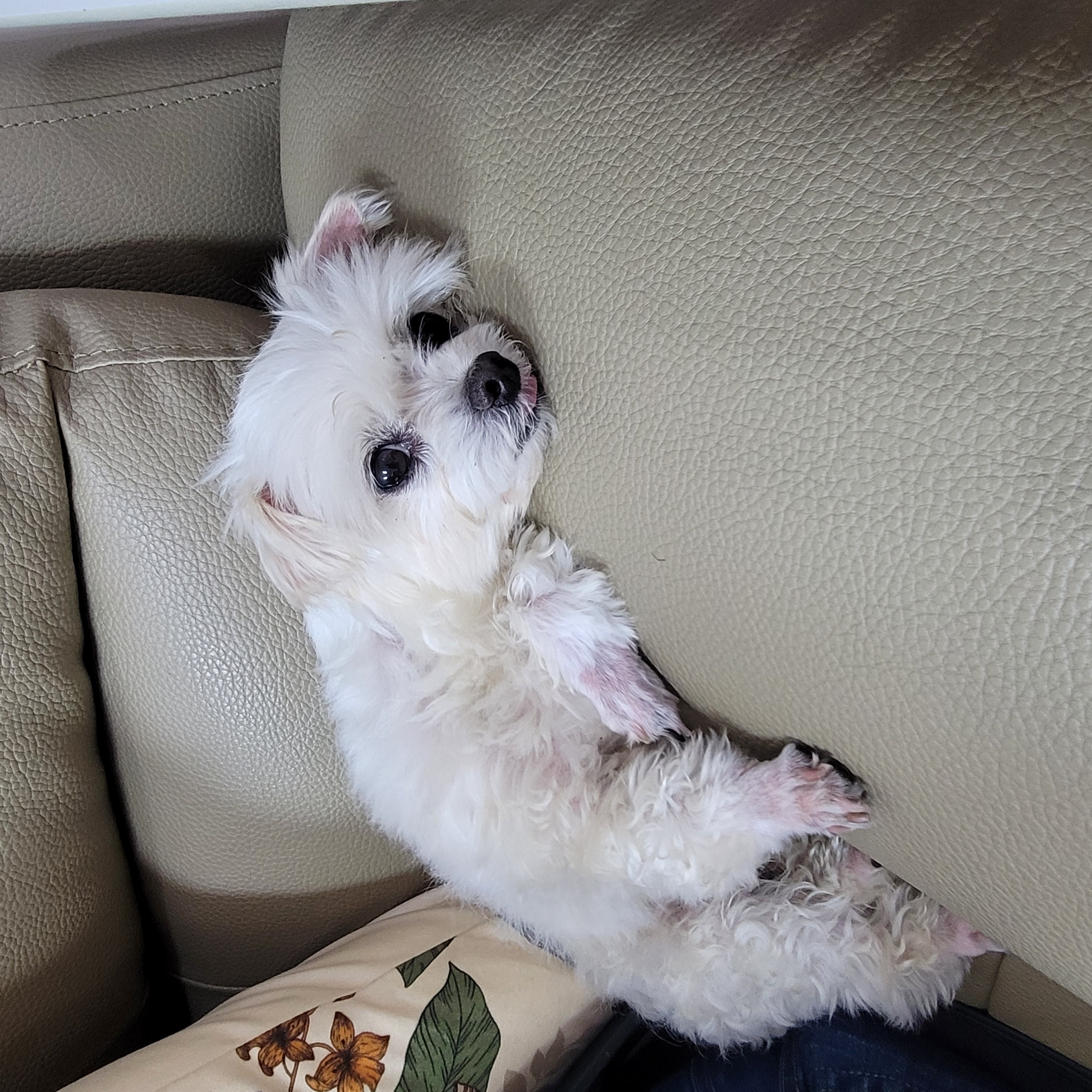 봉남이(곤지암 도우너) 입양석달 차