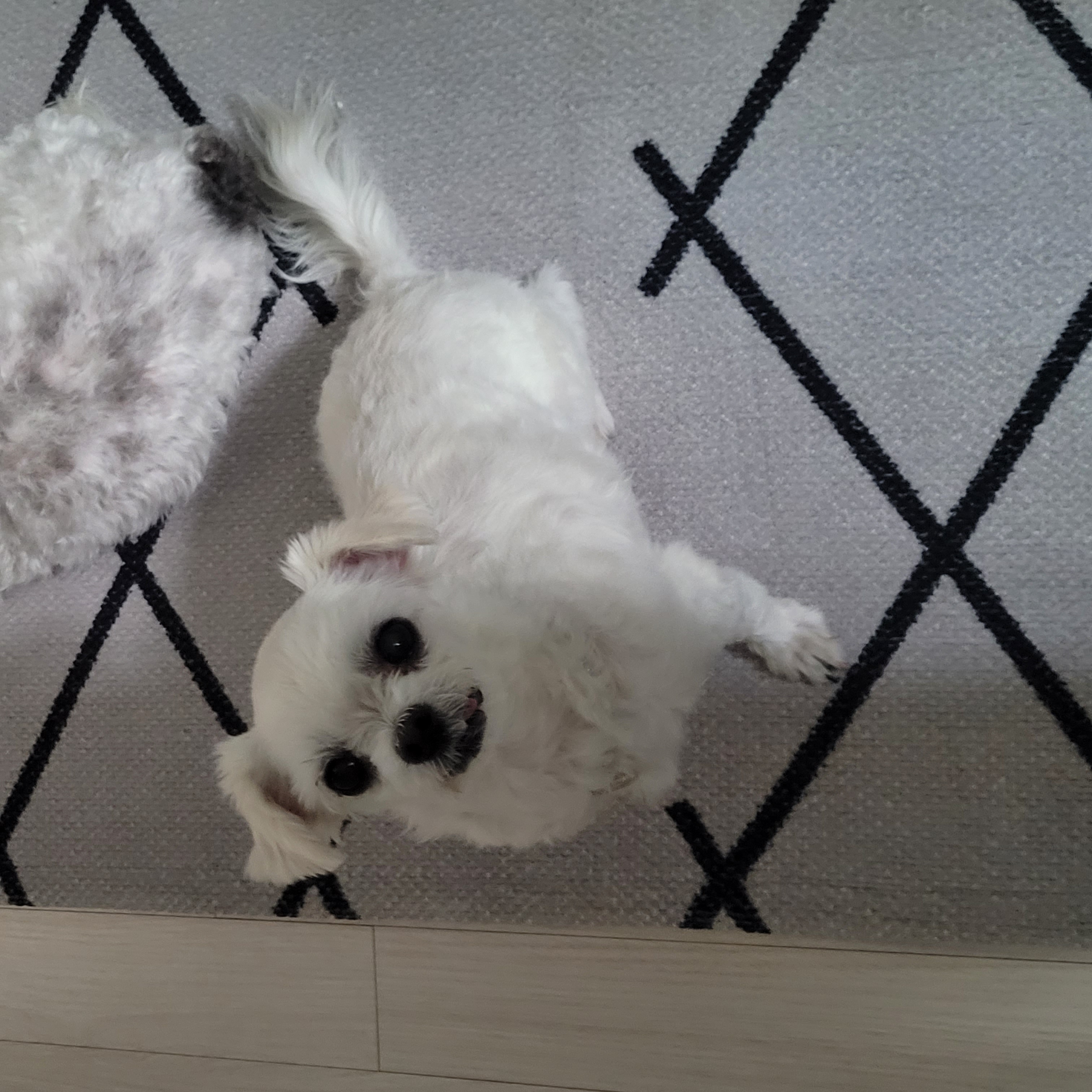 봉남이(곤지암 도우너) 입양석달 차